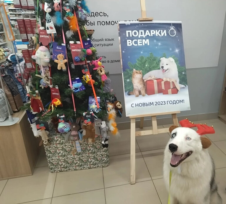 Pet shop Chetyre Lapy, Kostroma, photo