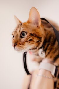متجر سجائر إلكترونية Smoky cat ، سانت بطرسبرغ ومقاطعة لينينغراد، صورة