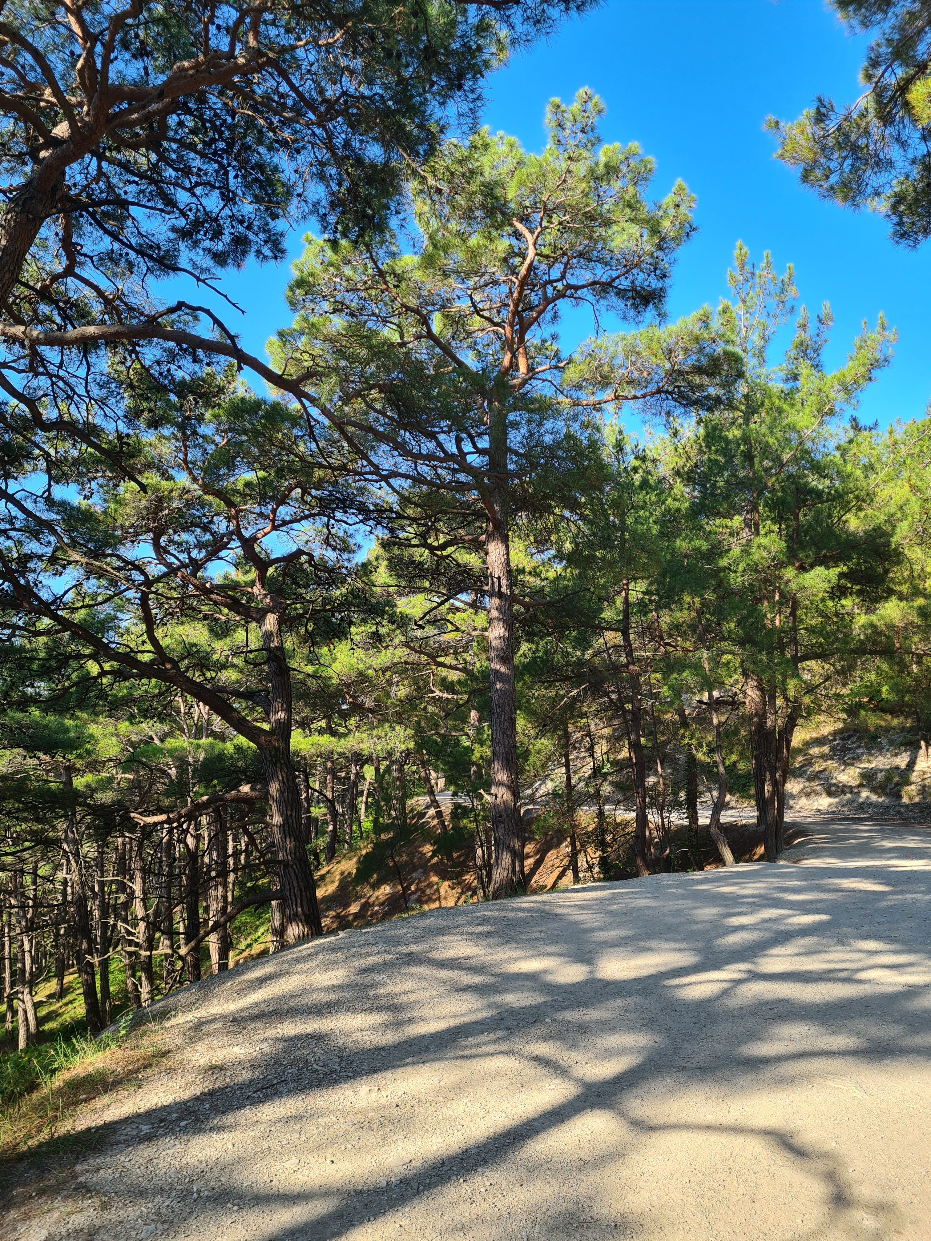 Фото Каметон