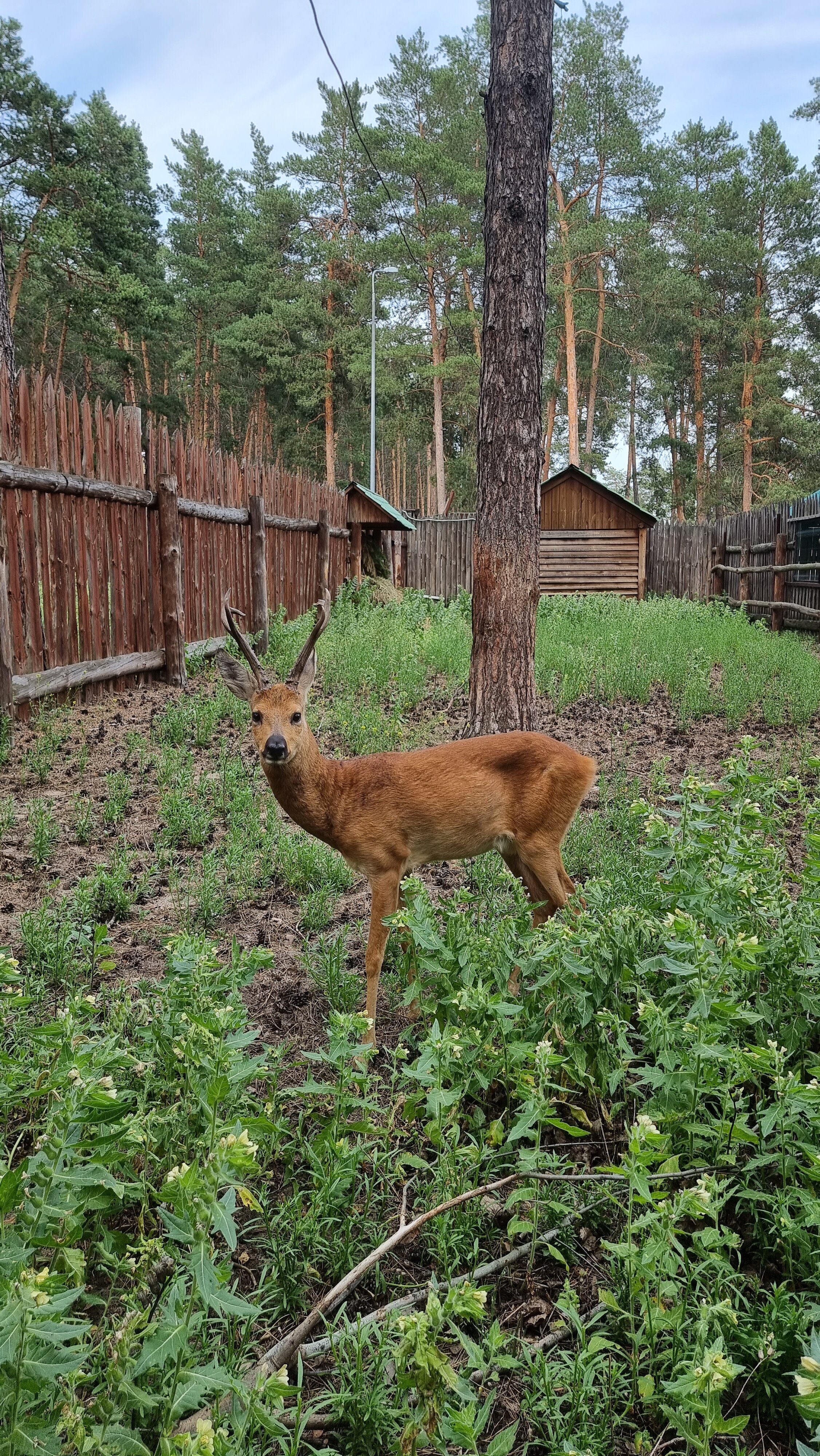 Фото Русская охота