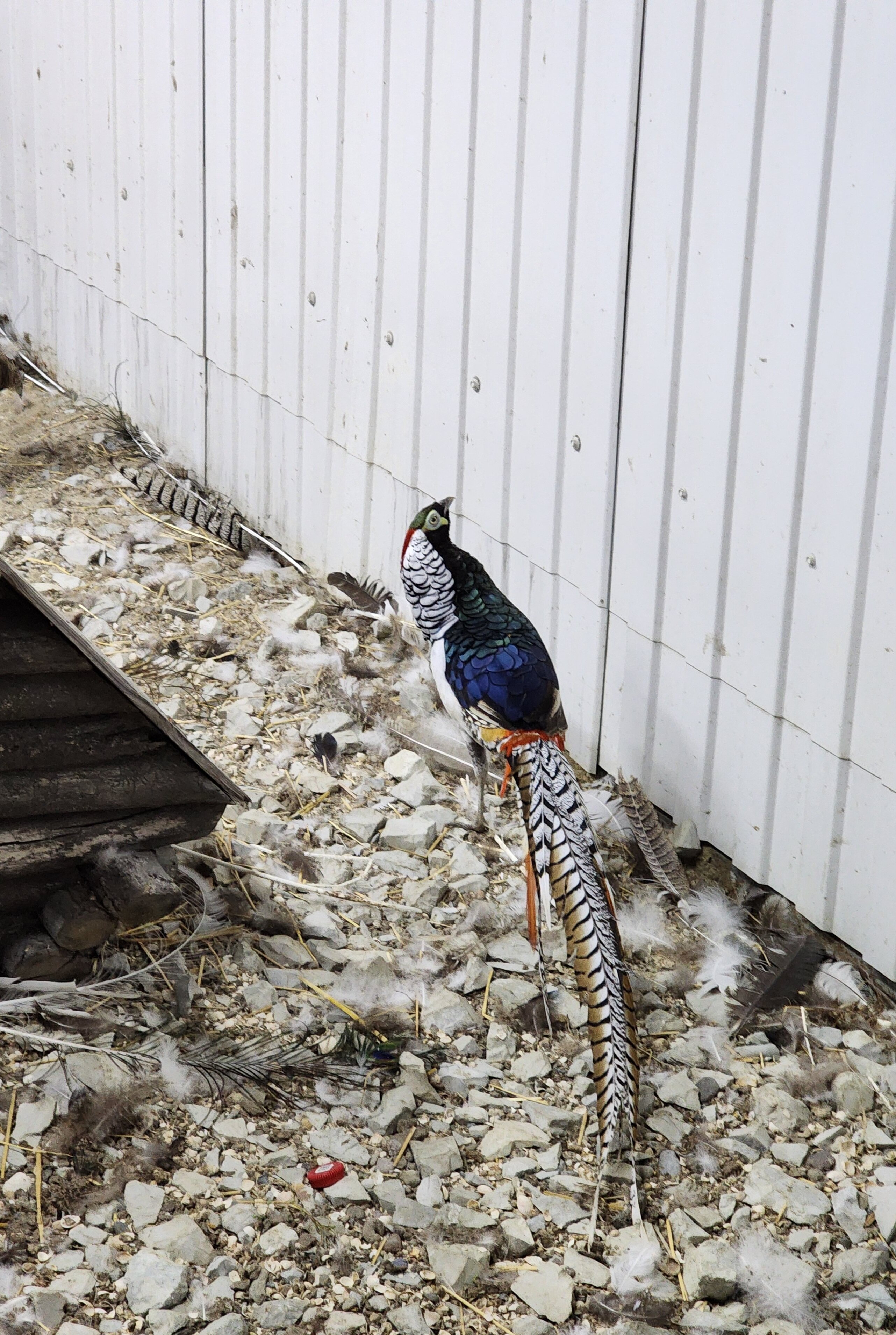 Фото Анастасиевская