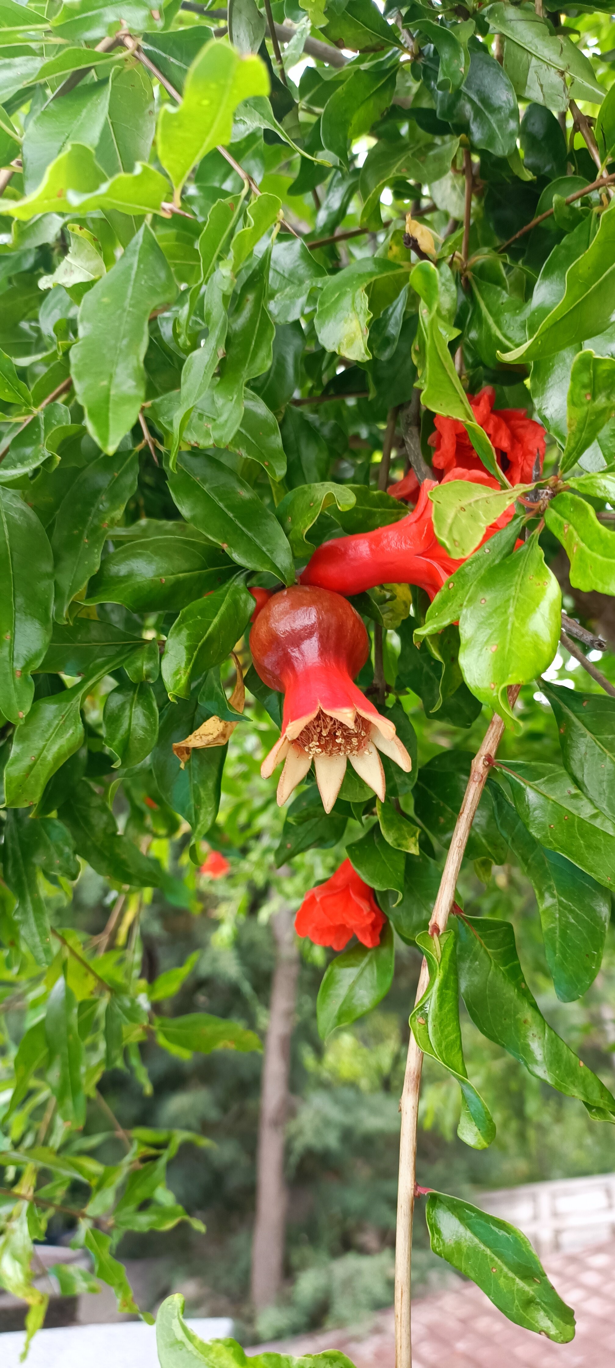 Фото Кипарис