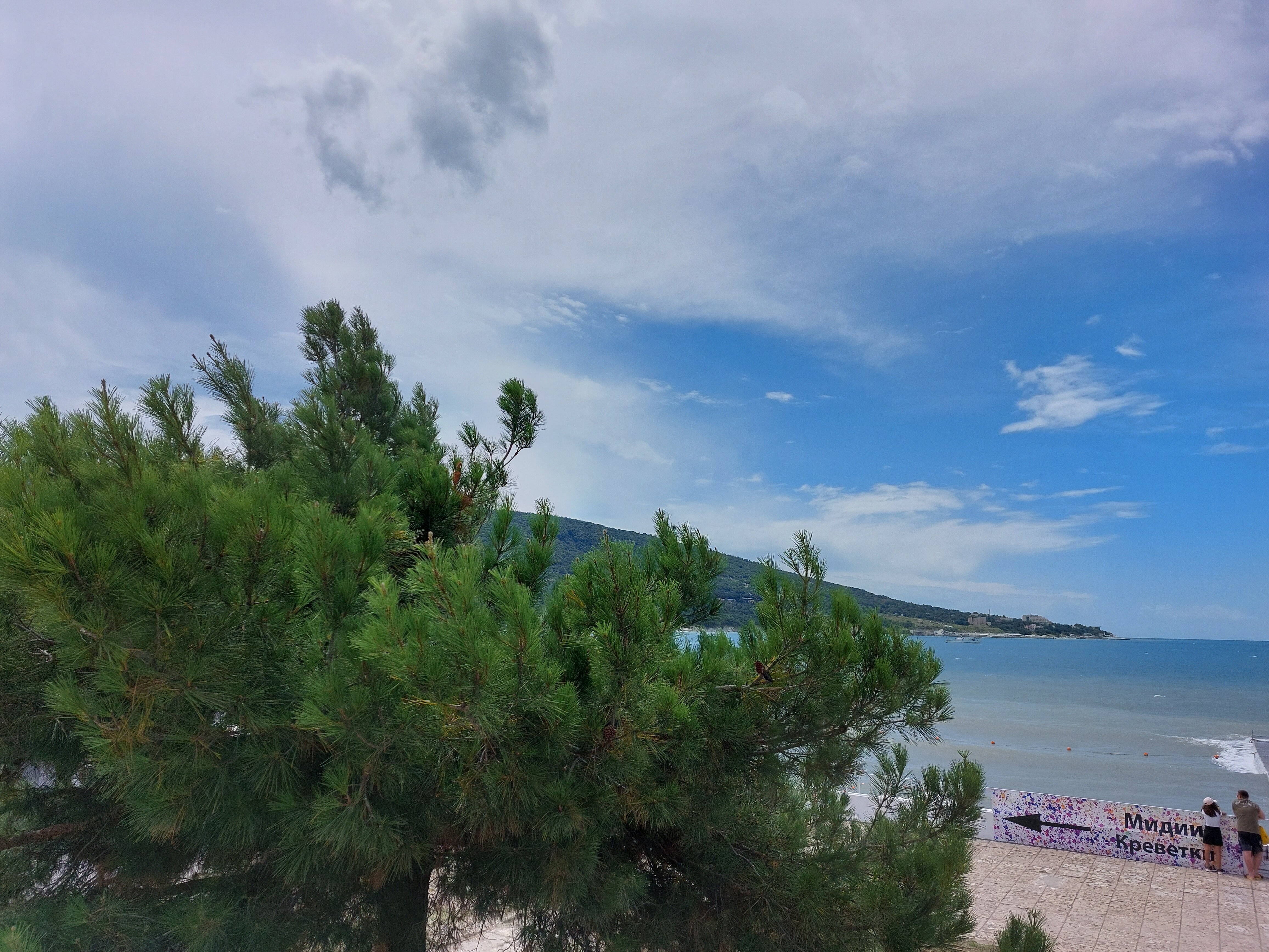 Фото Ленивый тюлень