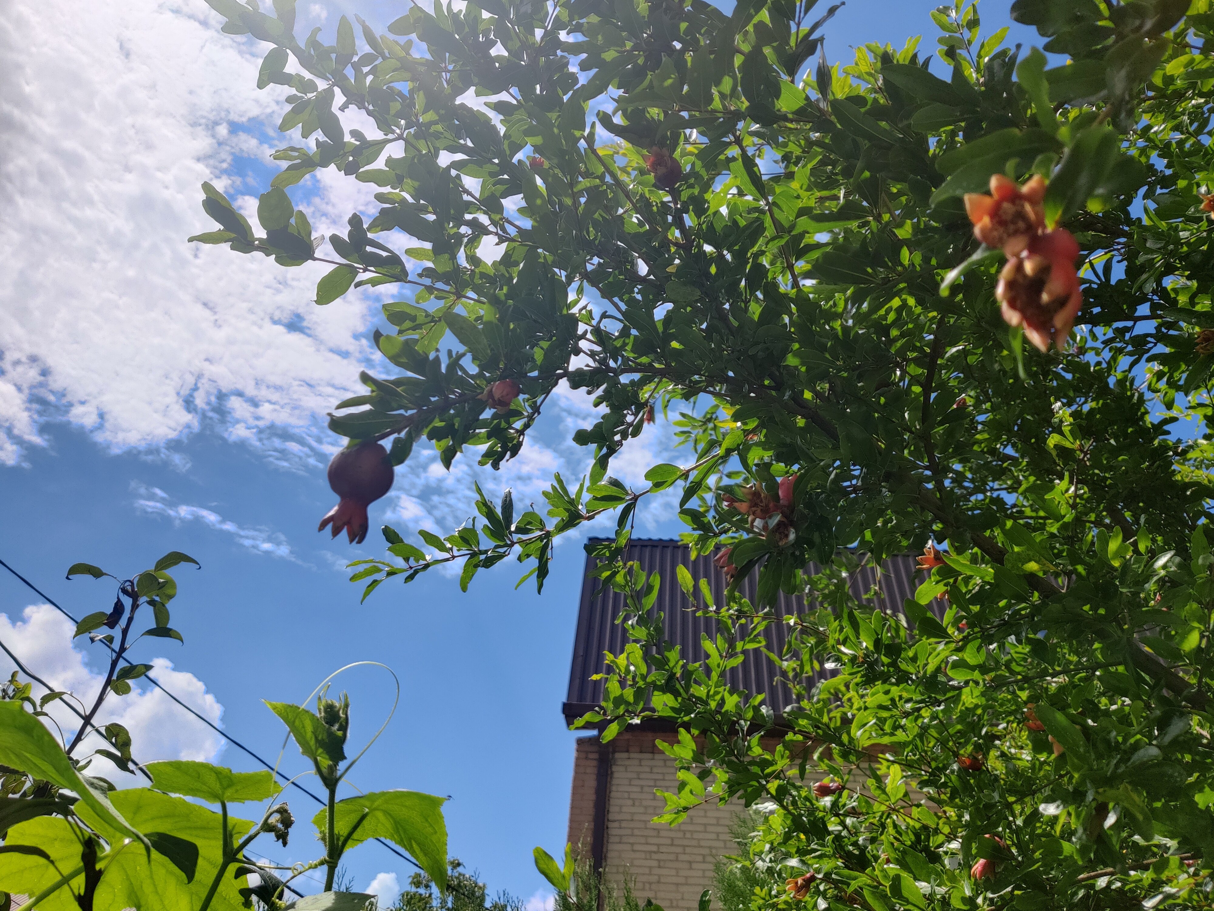 Фото Четвёртая мечта