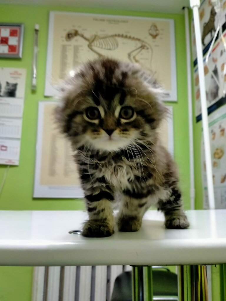 Veterinary clinic LapUshki, Smolensk, photo