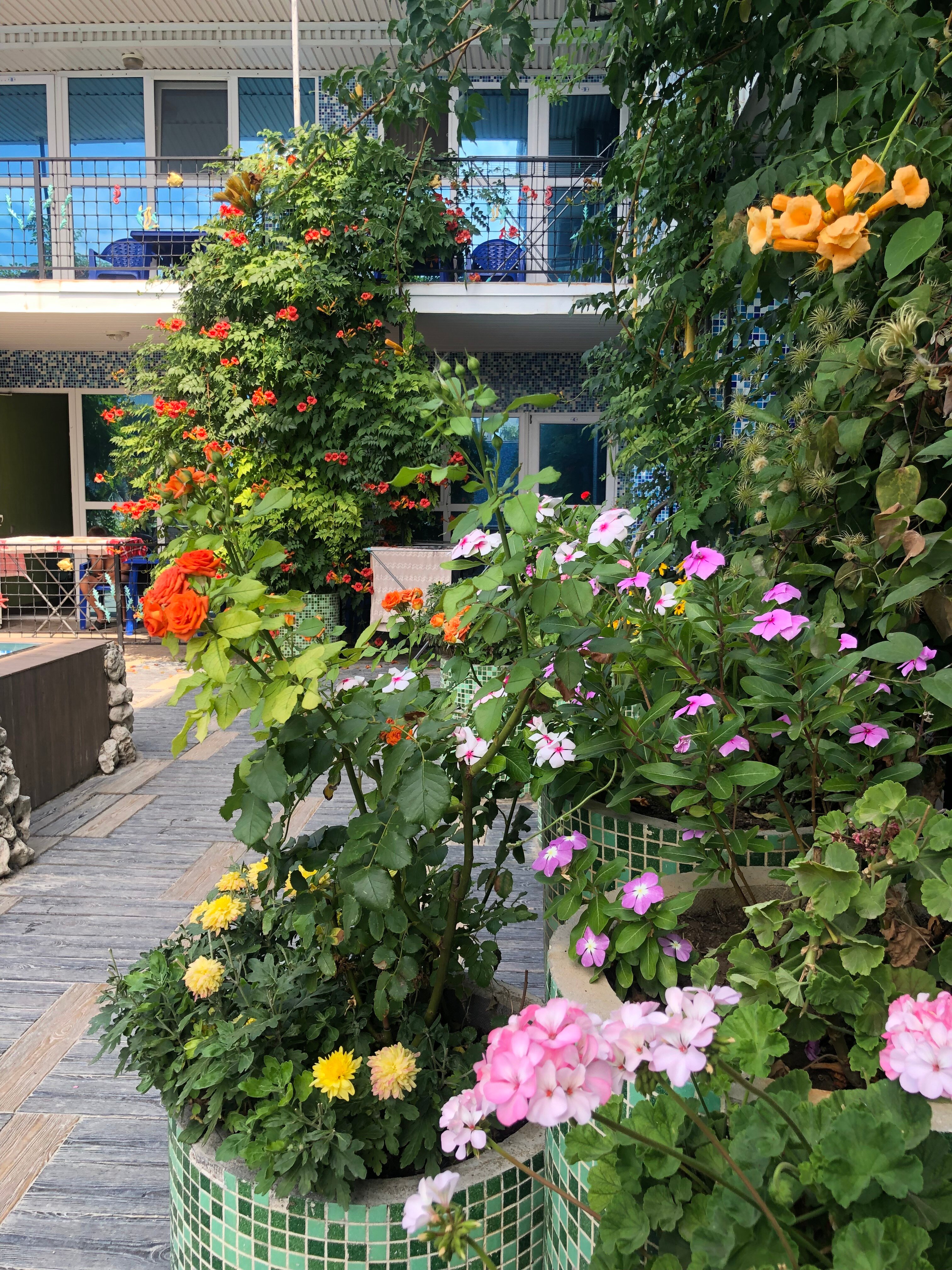 Фото Золотая рыбка