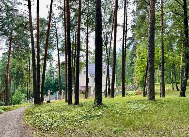 Фото Лесная сказка