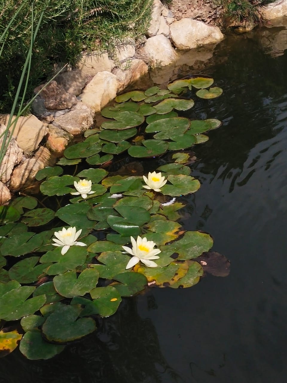 Фото РомПоль