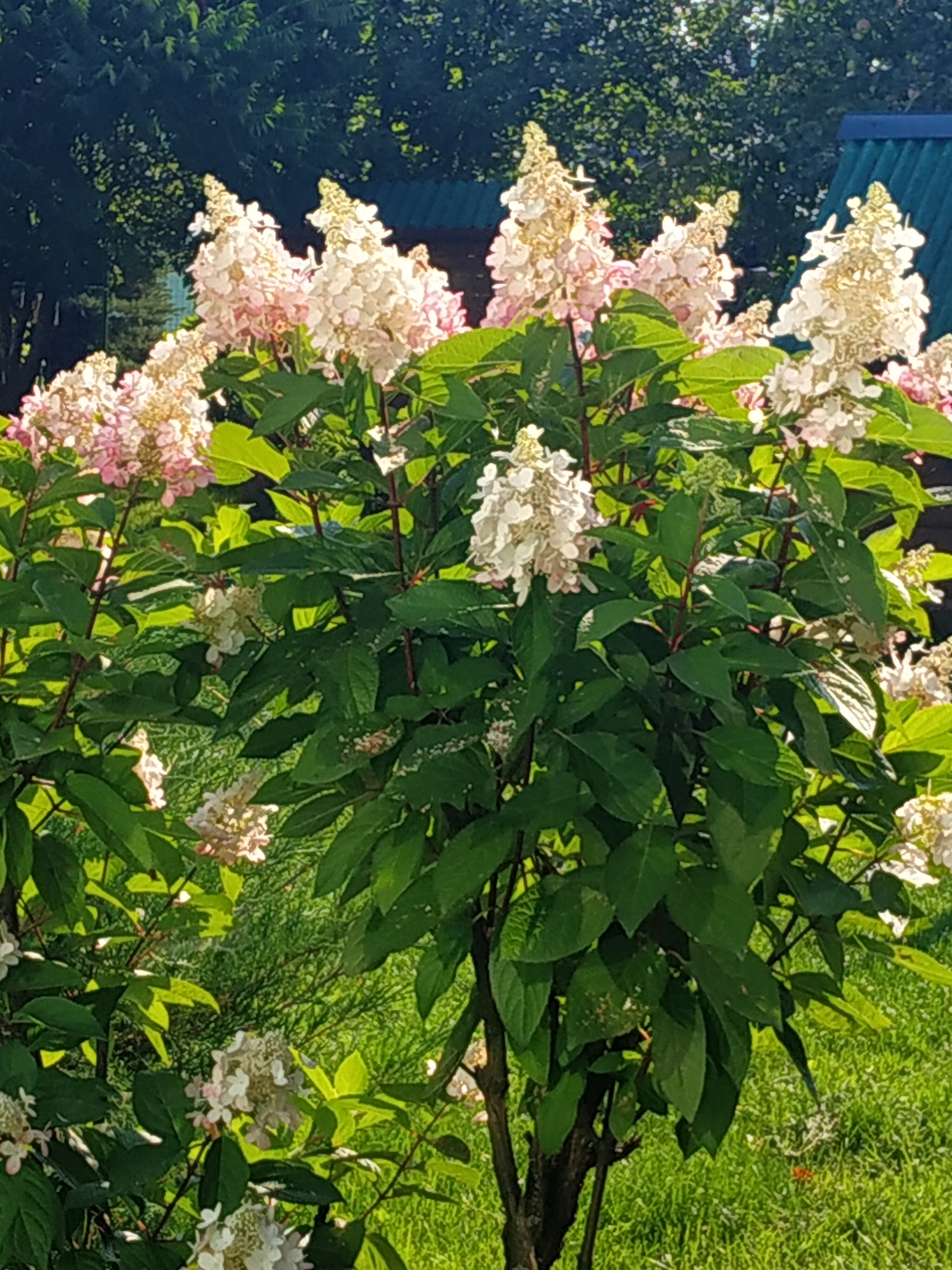 Фото Кентавр