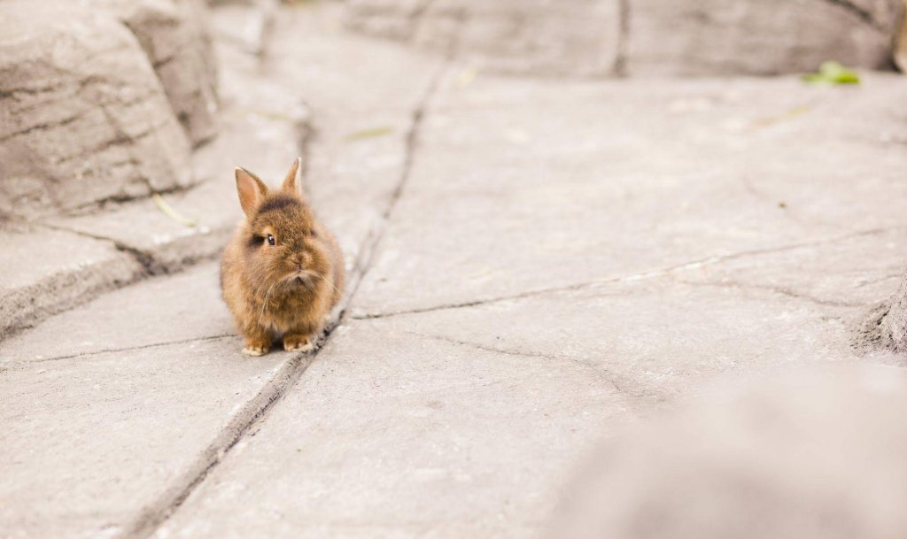 Фото Park Club Europe