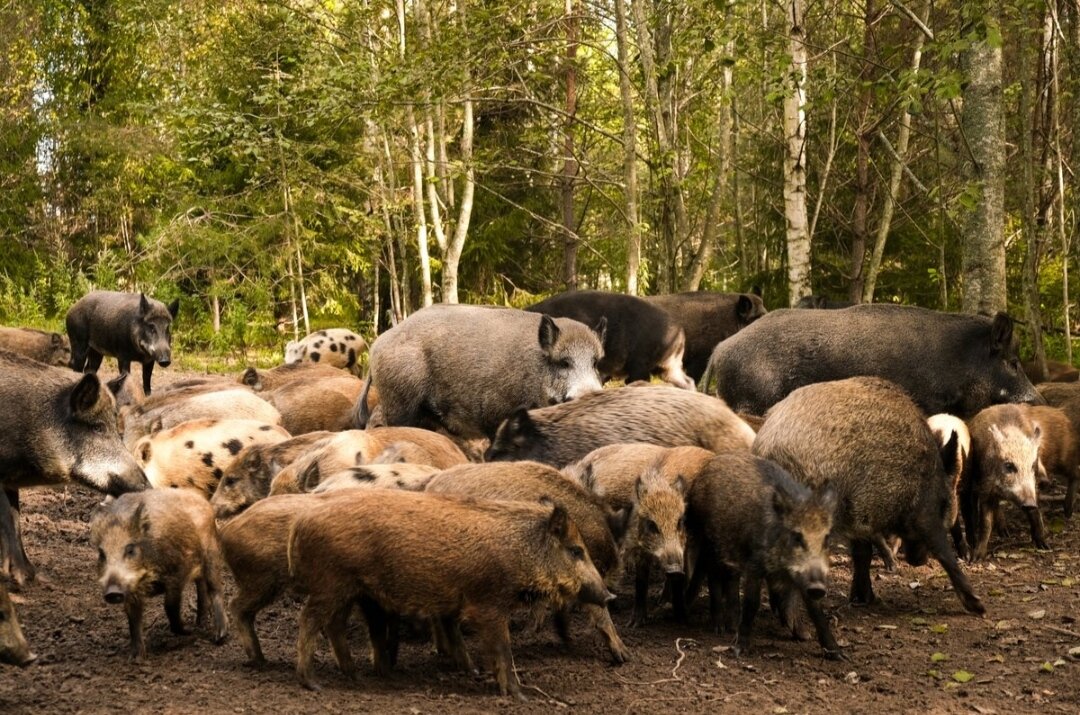 Фото Заповедный край