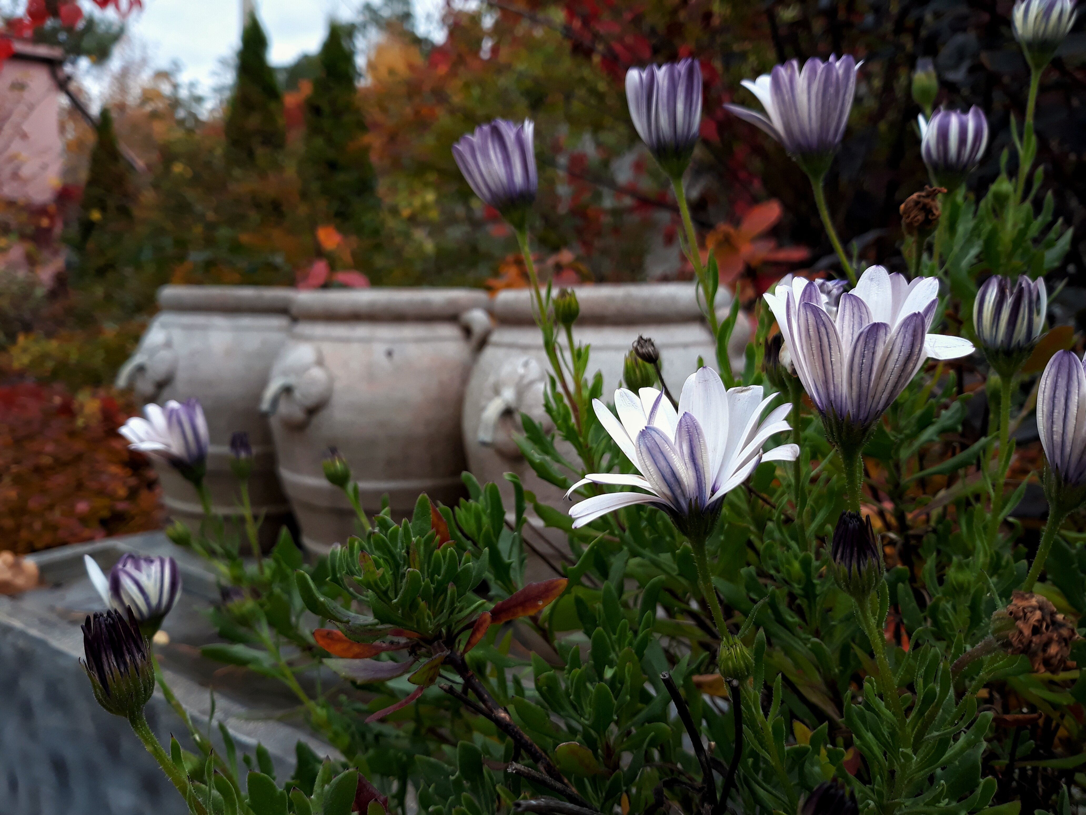 Фото Боровница