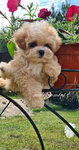 Maltipoo mini Kennel (Moscow, Novomoskovskiy Administrative Okrug, Vnukovo District, Anny Akhmatovoy Street, 8) ، مربي الحيوانات