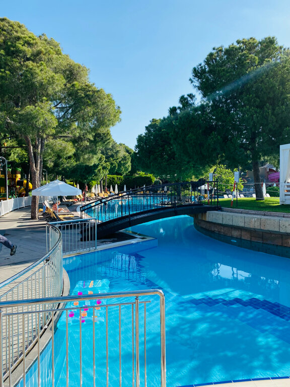 Фото Papillon Ayscha