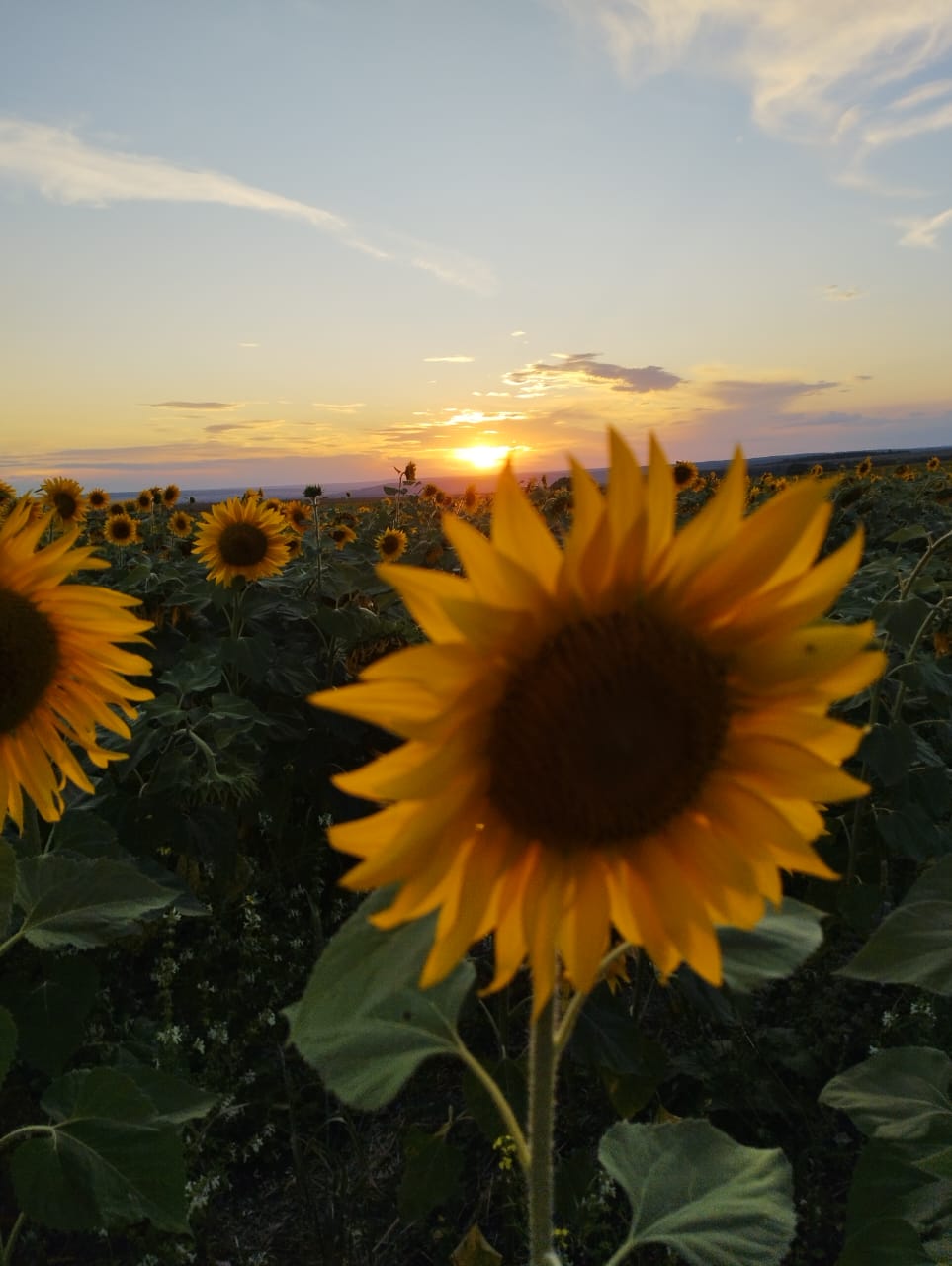 Фото Солнечный Пригорок