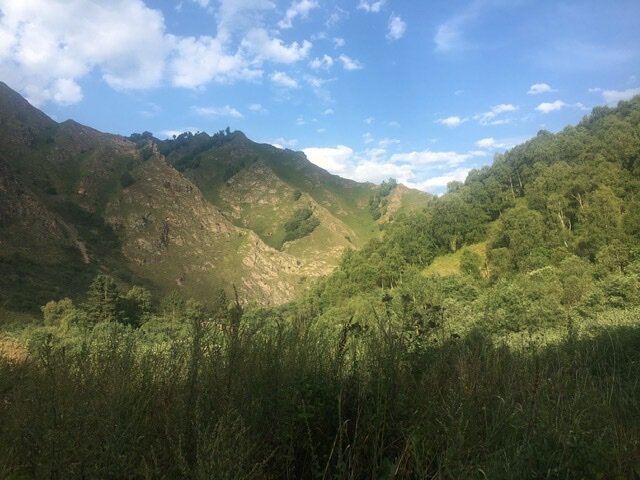 Фото Альпака