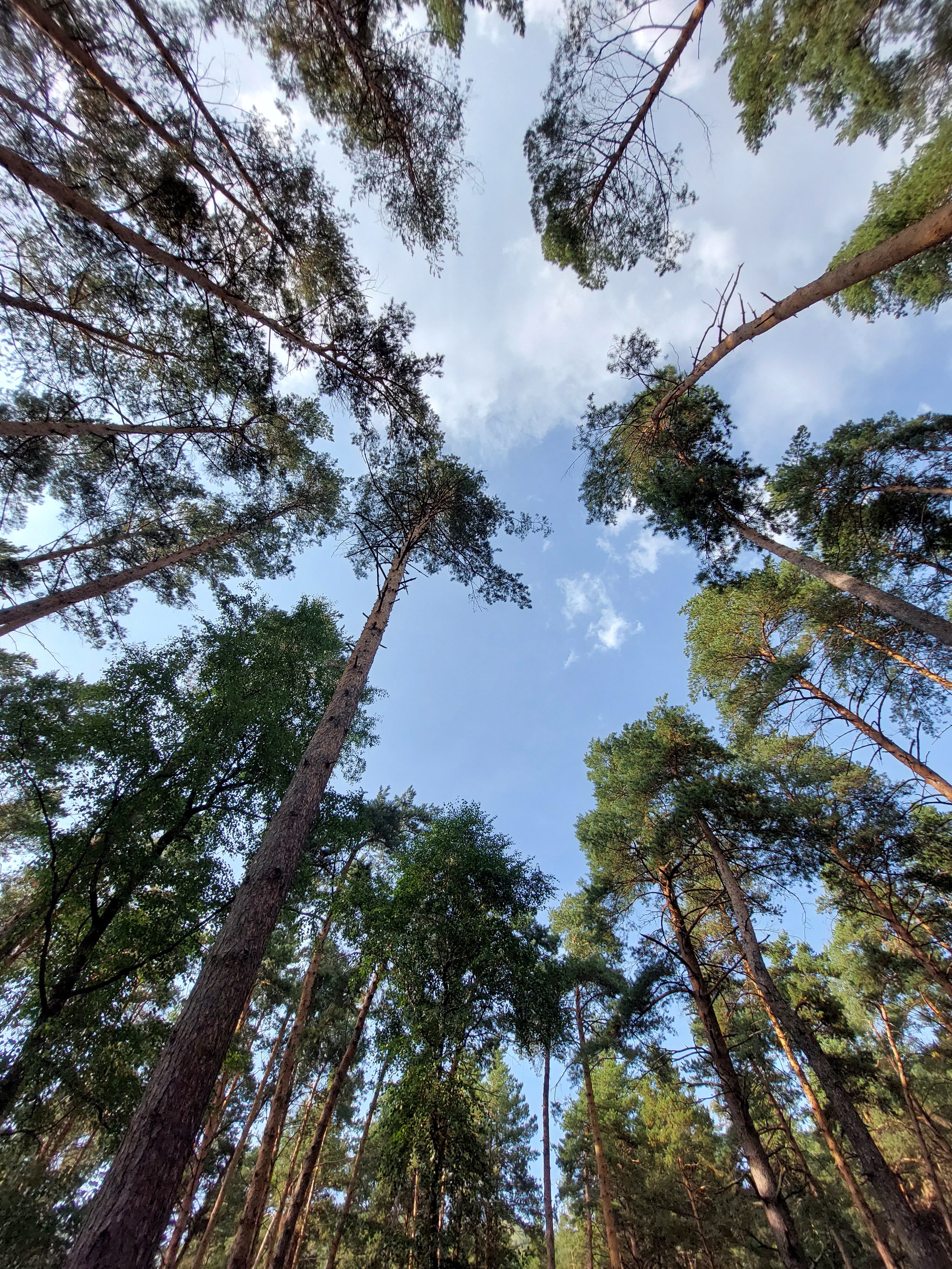 Фото Купольная база Royal Forest