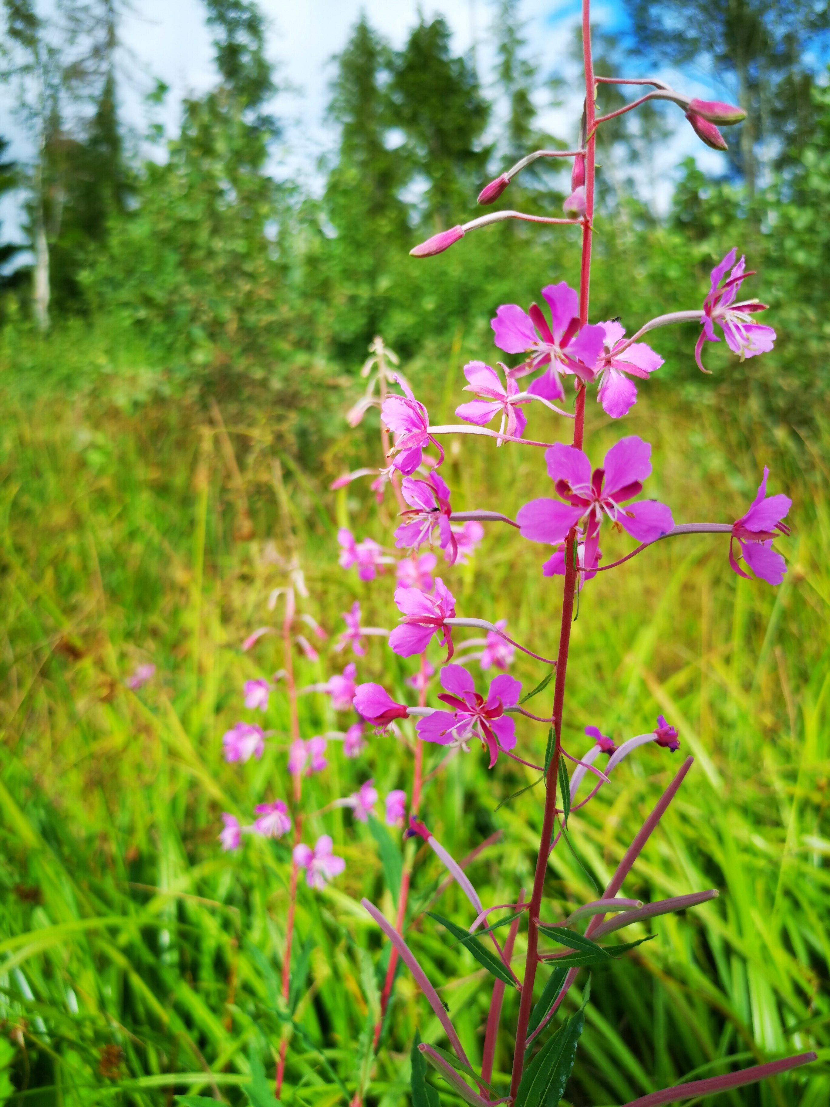 Фото Klever House Клеверная Бухта
