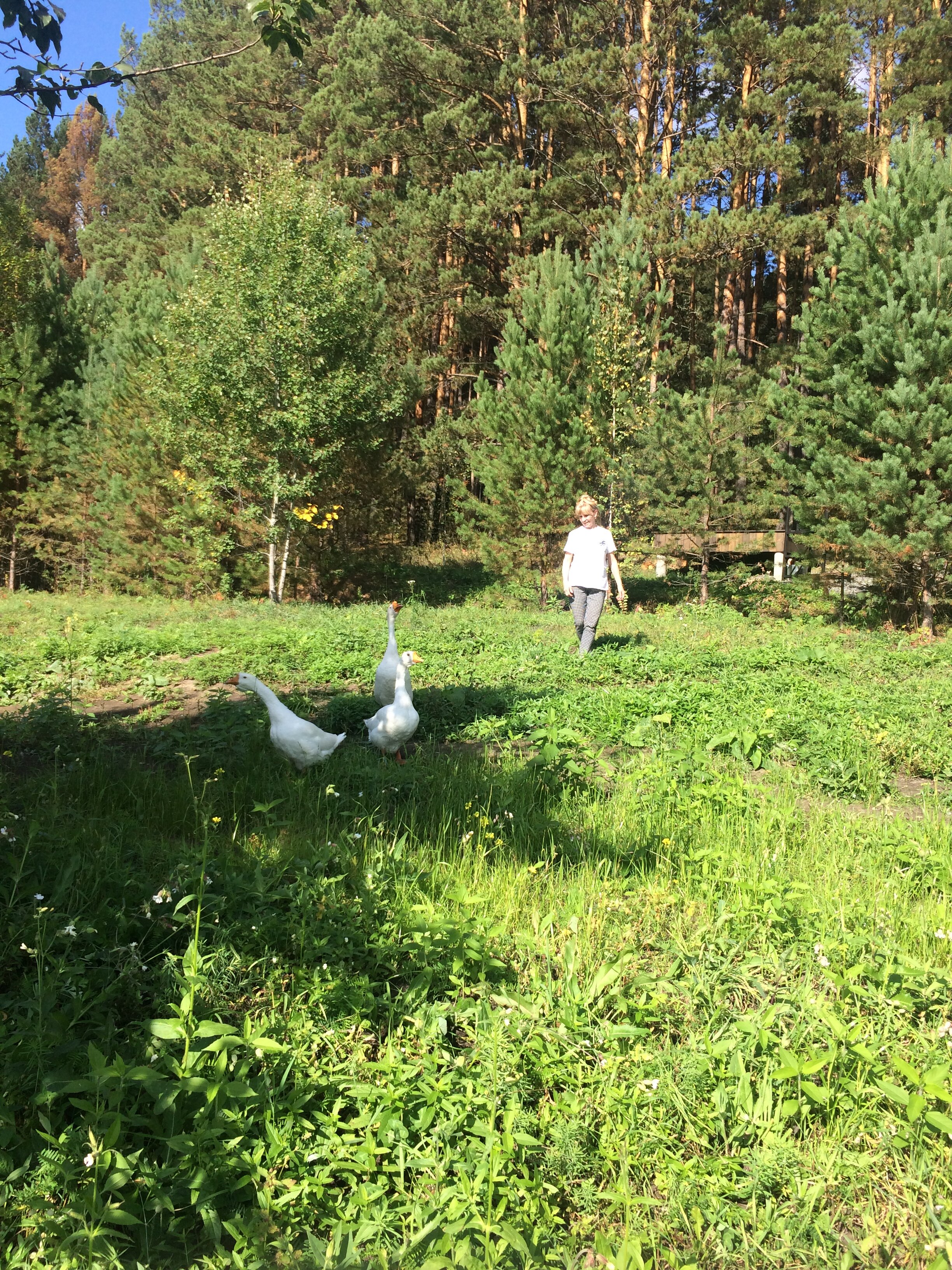 Фото Блэк пайн