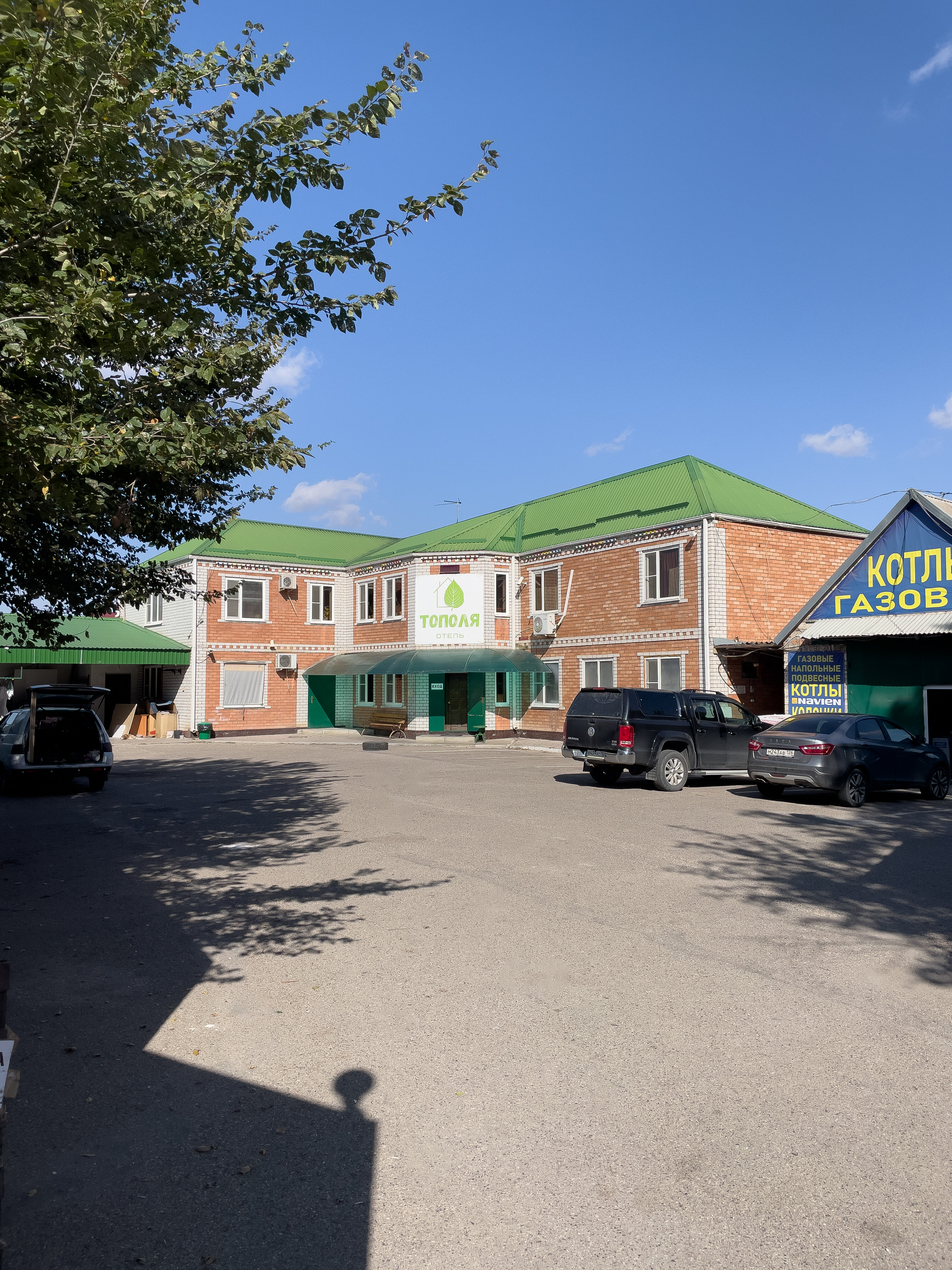 Фото Тополя