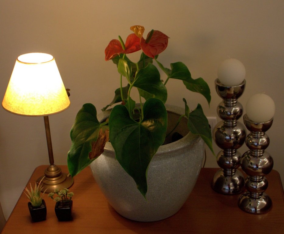 Фото Art Hotel Debono