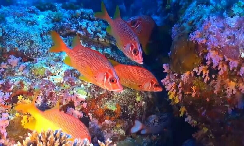 Frozen food products Maxim Food, Dubai, photo