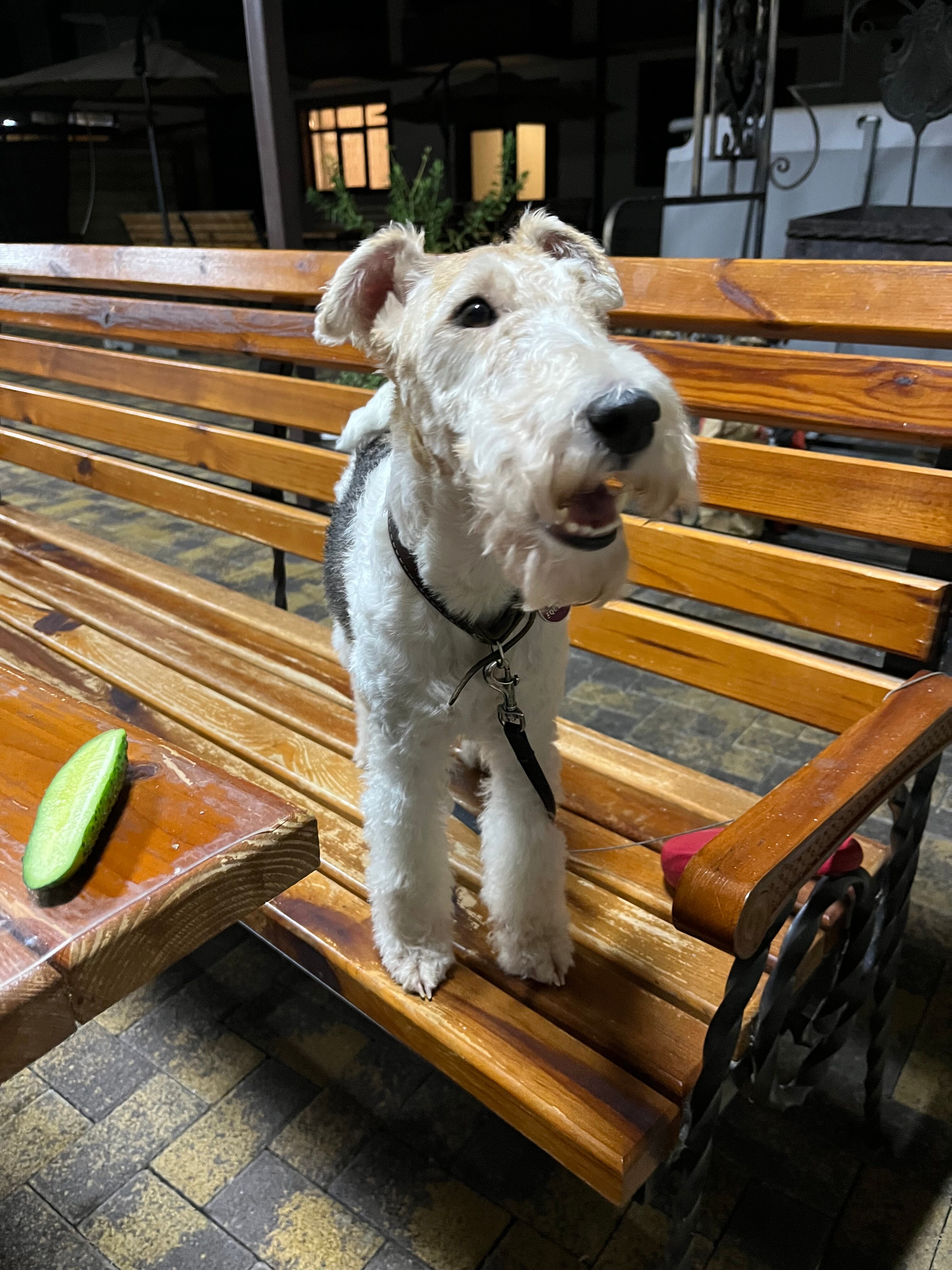 Фото Роза Ветров