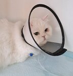 Four paws (Lenina Avenue, 118), veterinary clinic