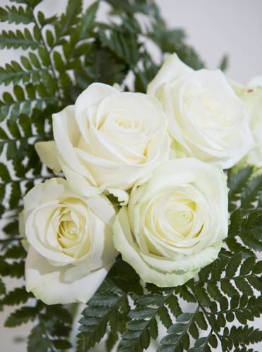 Фото Hotel Alba Best Western