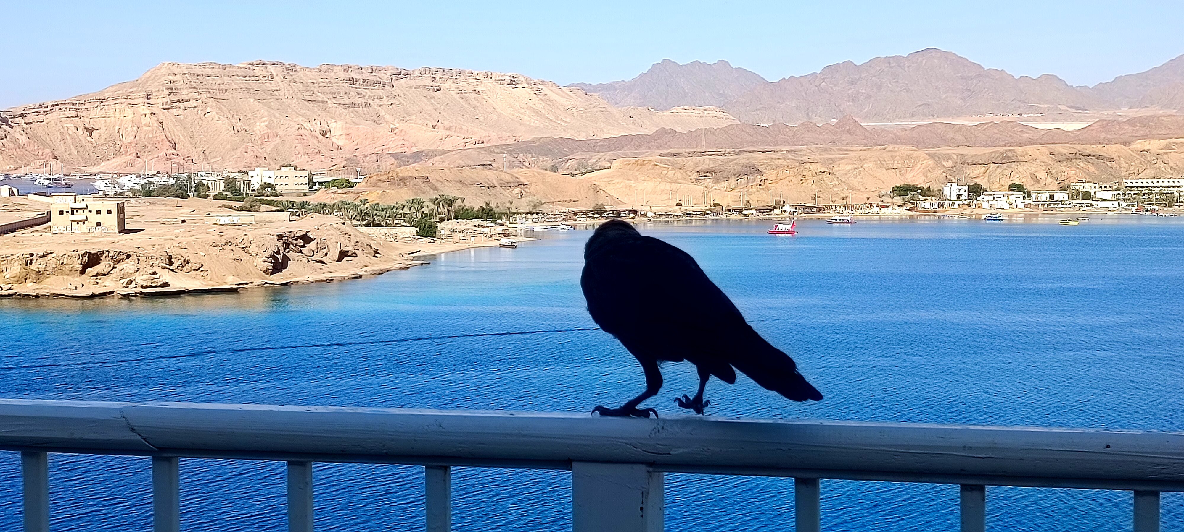 Фото Albatros Sharm Resort