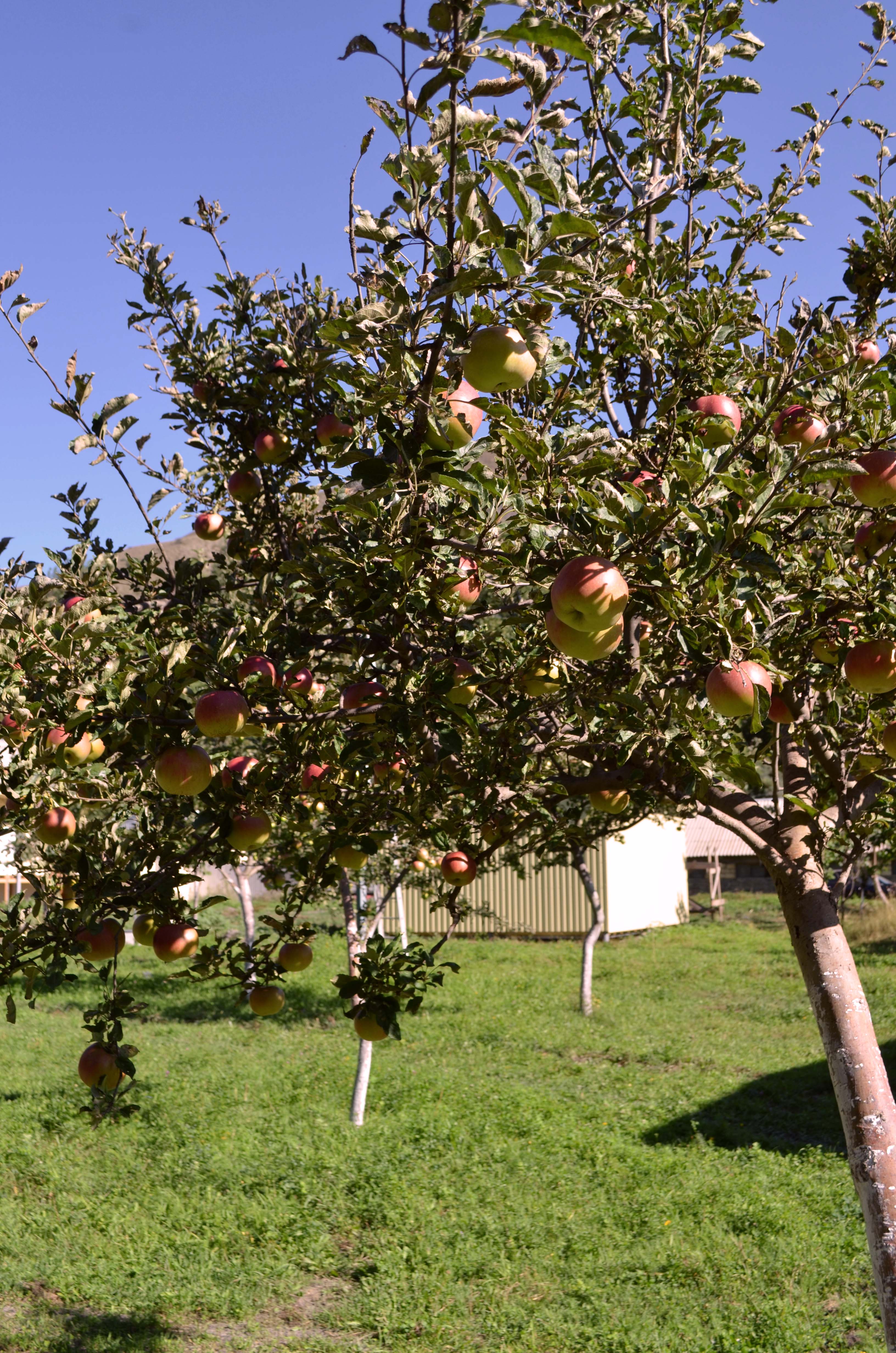 Фото Рагдан