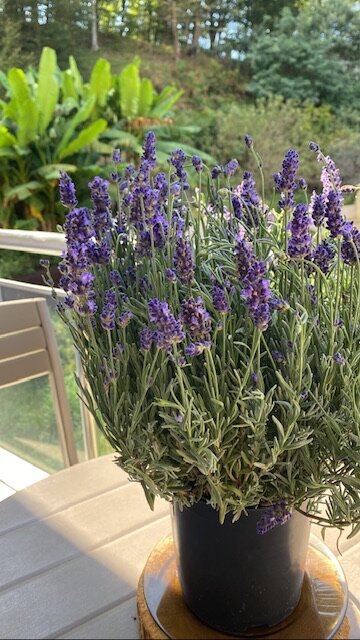 Фото Курортная жизнь