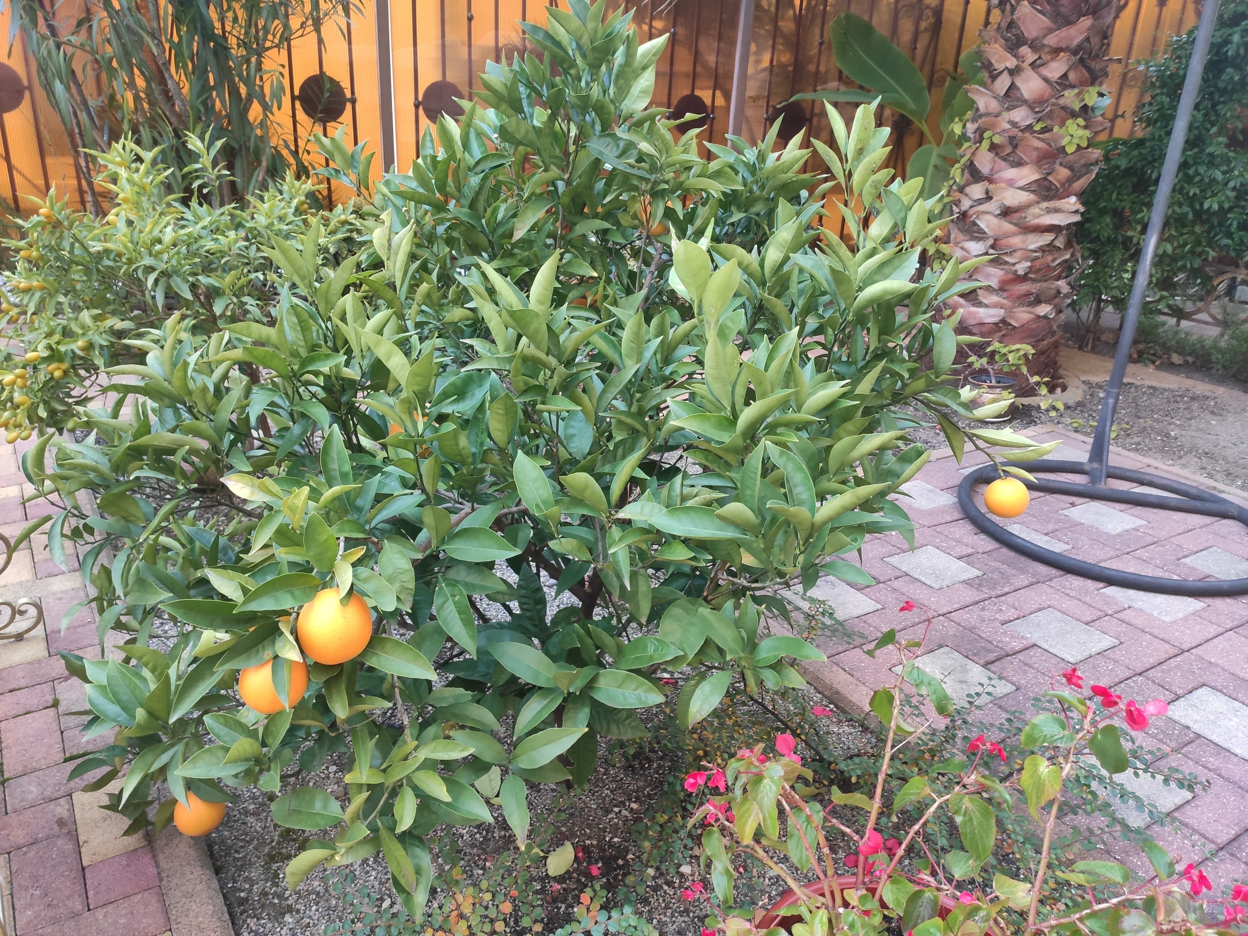 Фото Каллисто