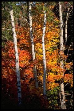 Фото Comfort Inn Sault Ste. Marie