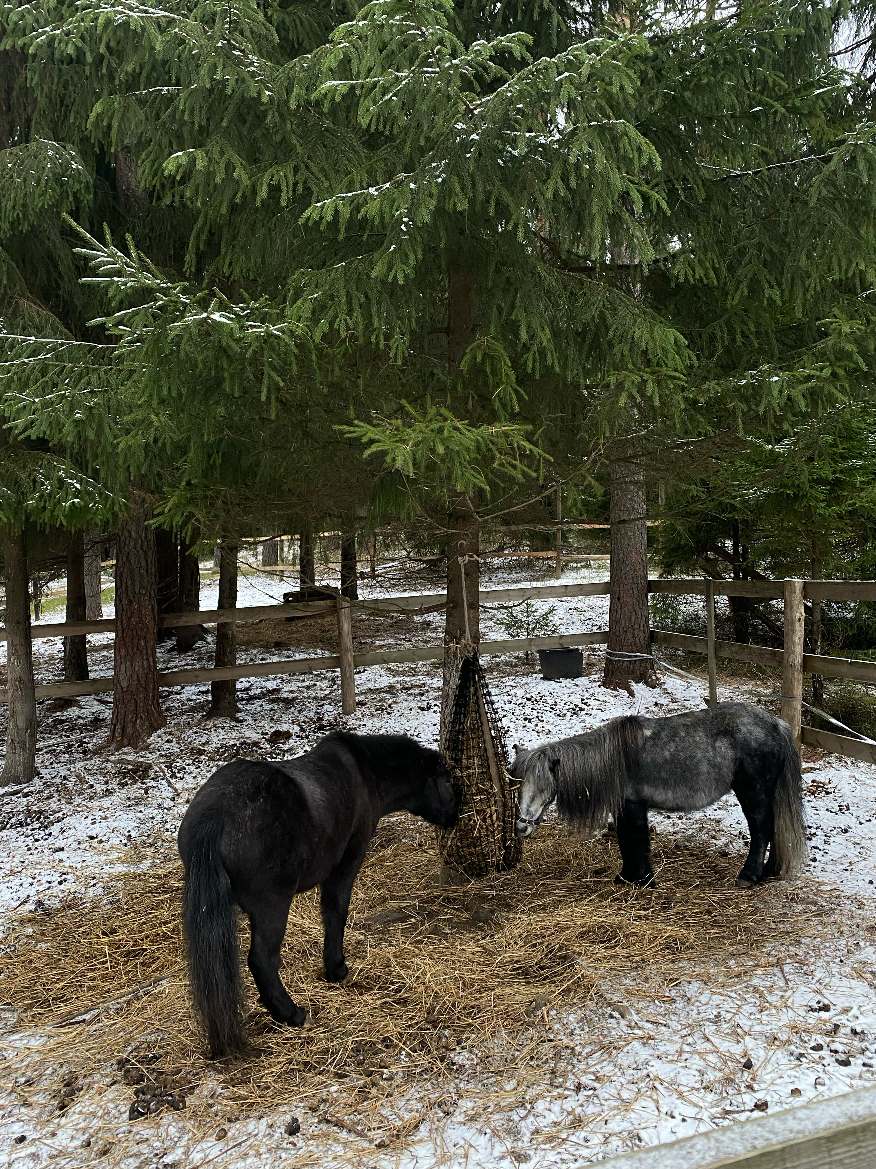 Фото Райвола