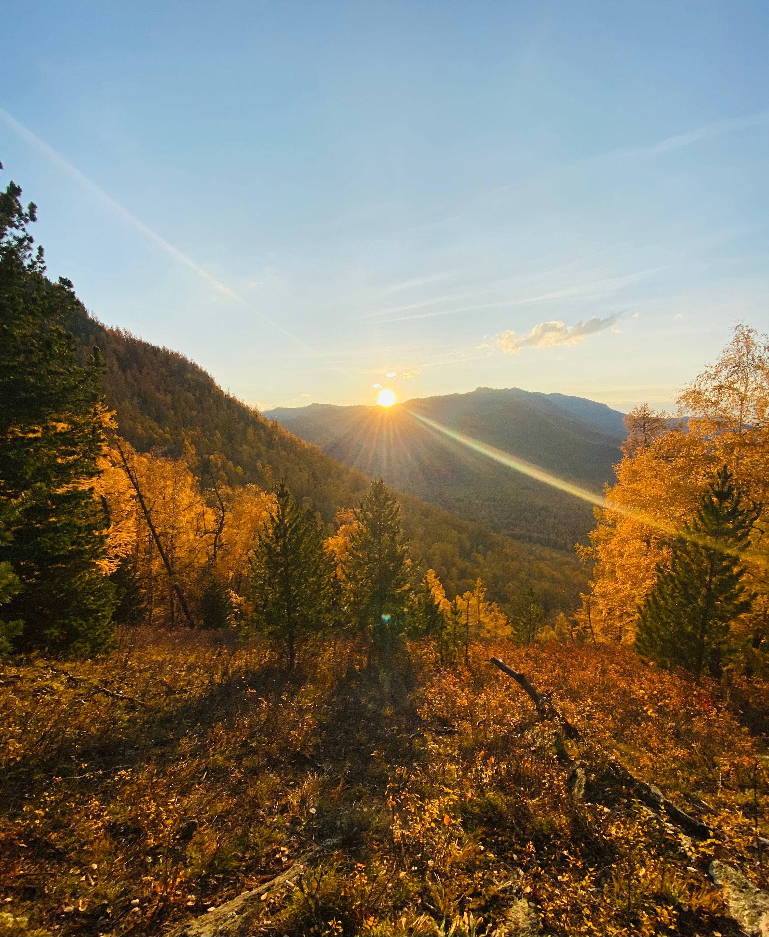 Фото Медуница