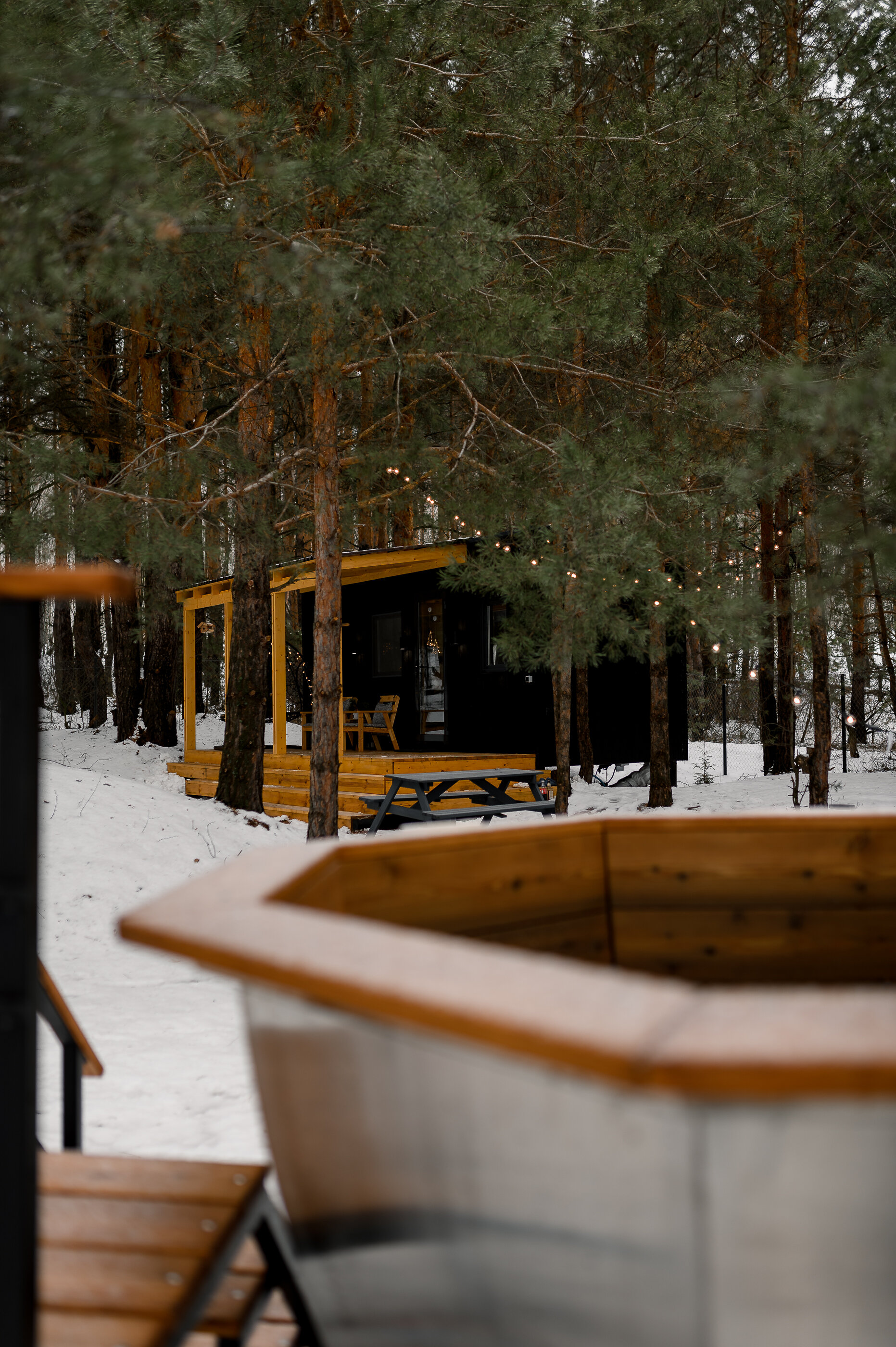 Фото Место под соснами