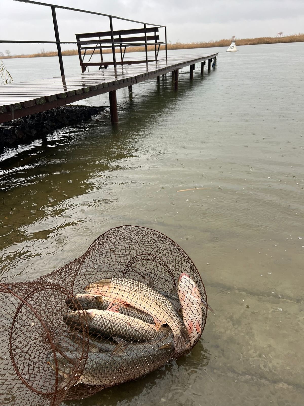 Фото Фазаново