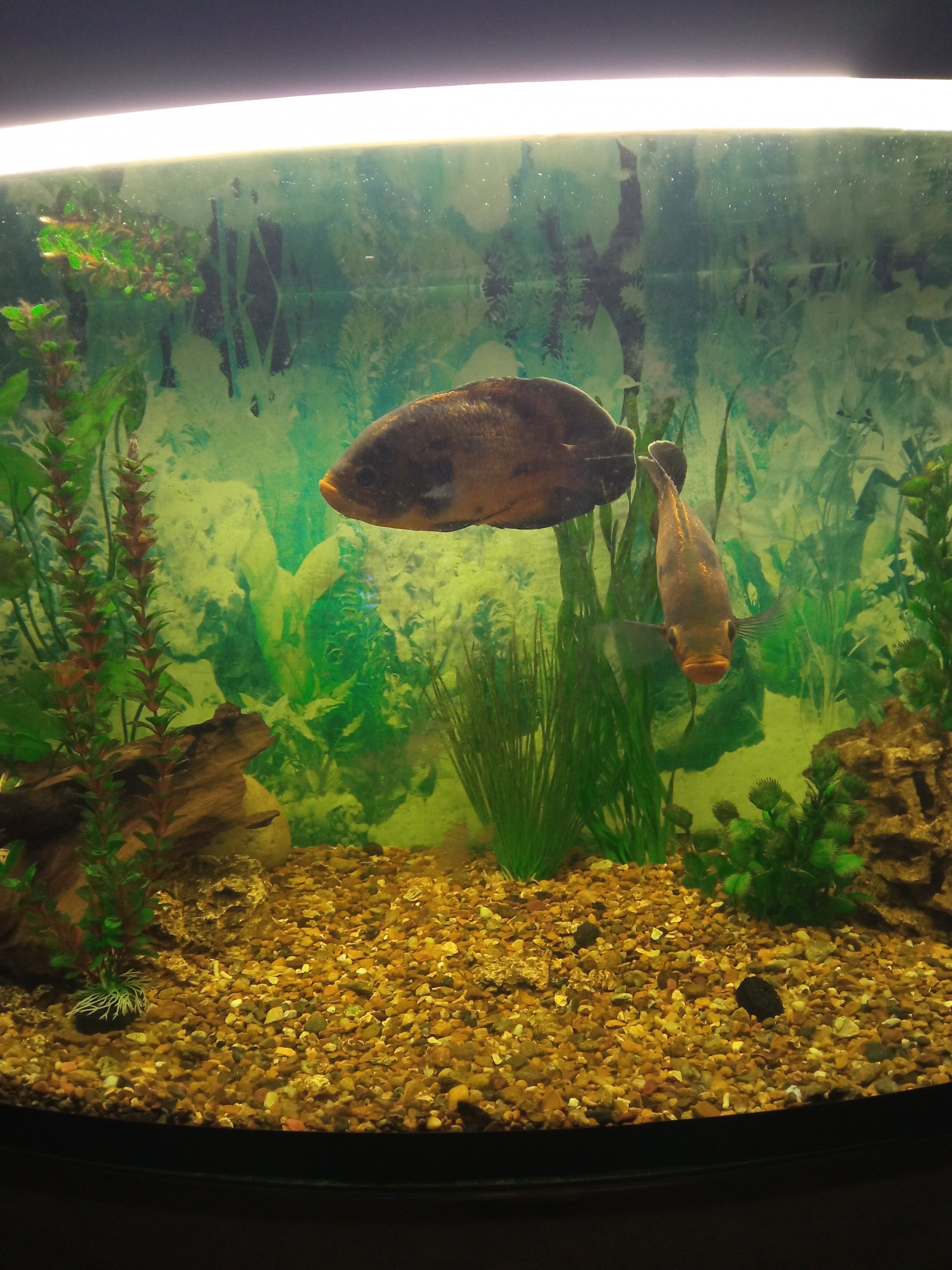 Фото Которосль