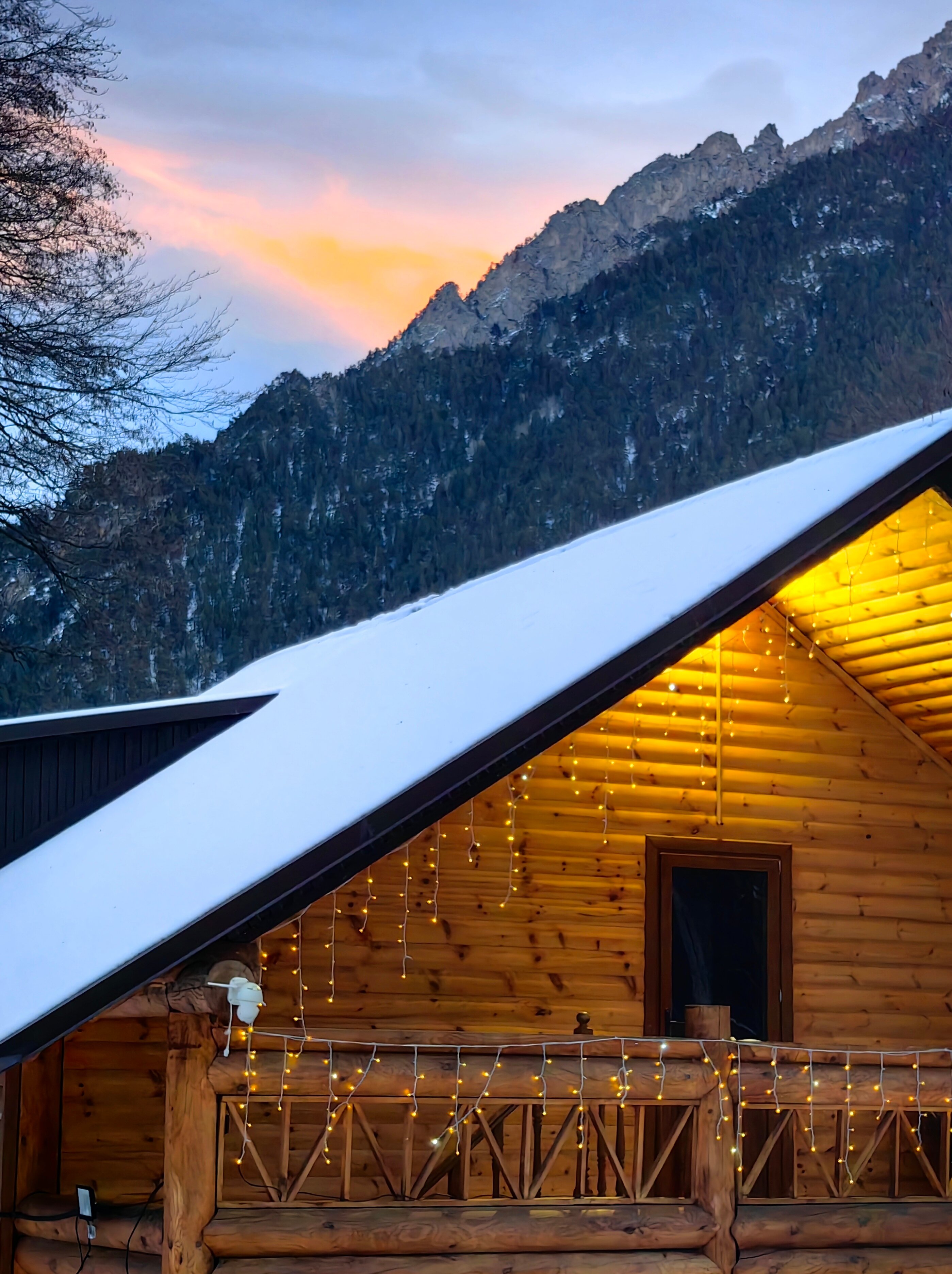 Фото Ягодный тис