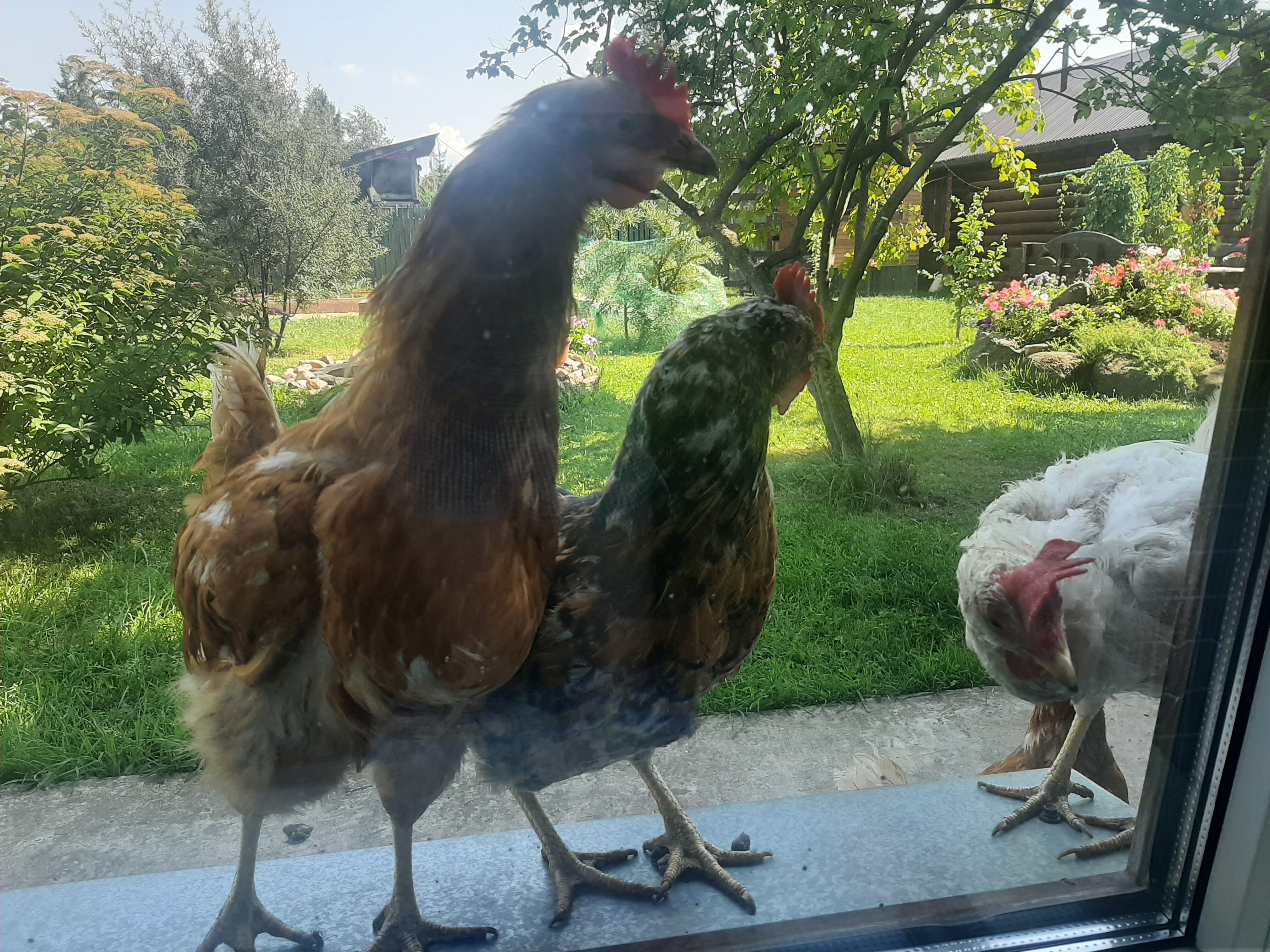 Фото Суздальское подворье с русской баней