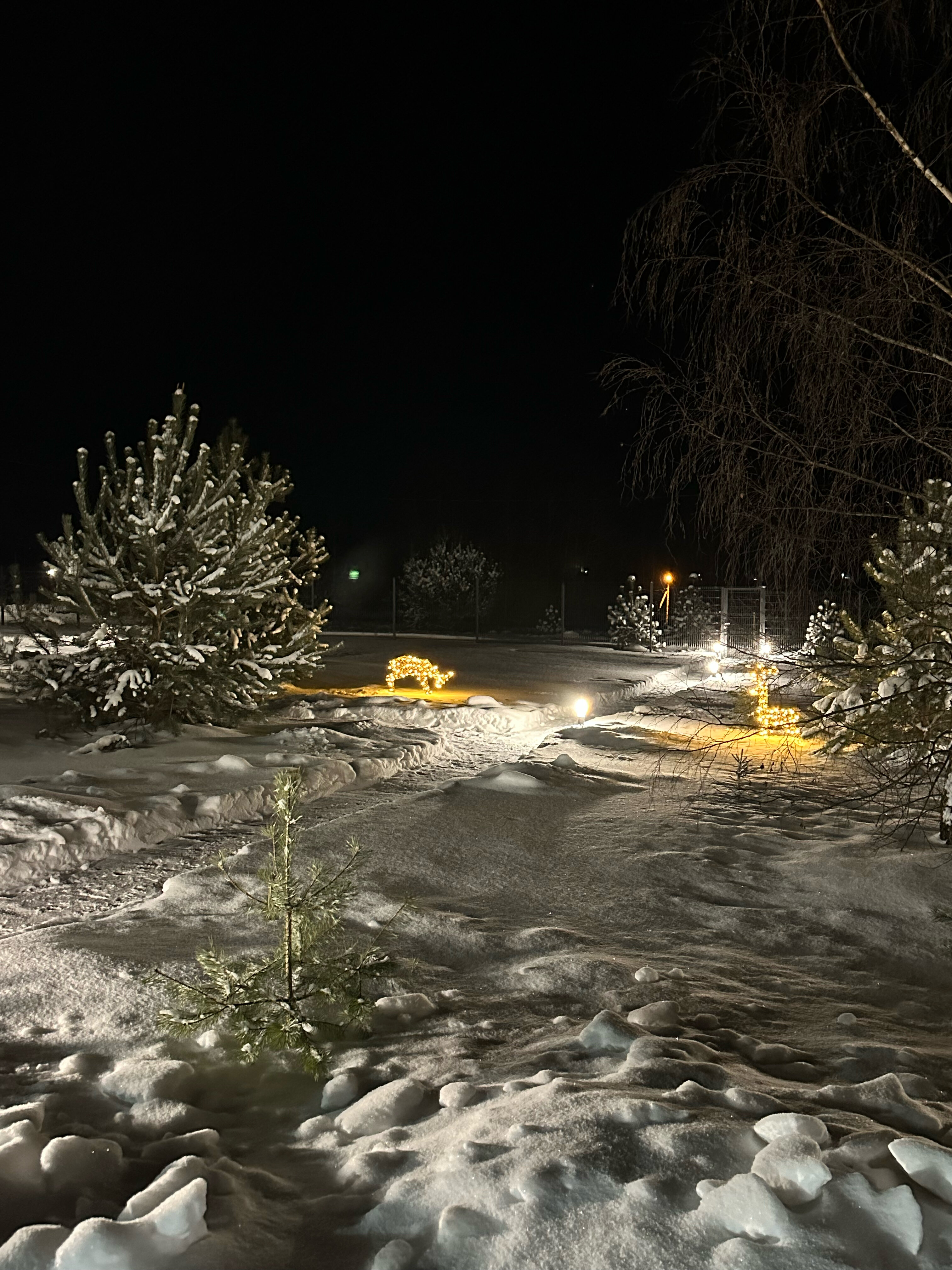 Фото Лес и Волга