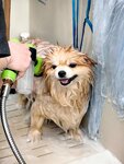 Бриар (Leningradskiy prospekt, 45Б), salón de mascota, peluquería de animales
