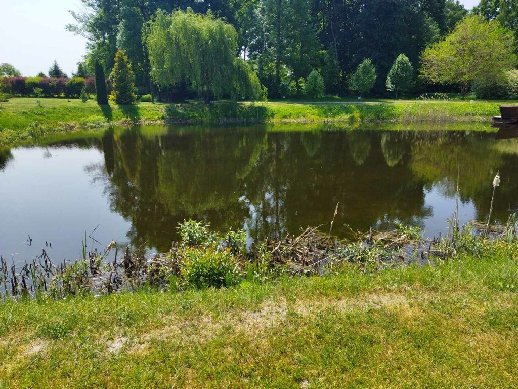 Silvicultura, silvicultura Brashevichskoye Lesnichestvo GLKhU Drogichinsky leskhoz, , foto