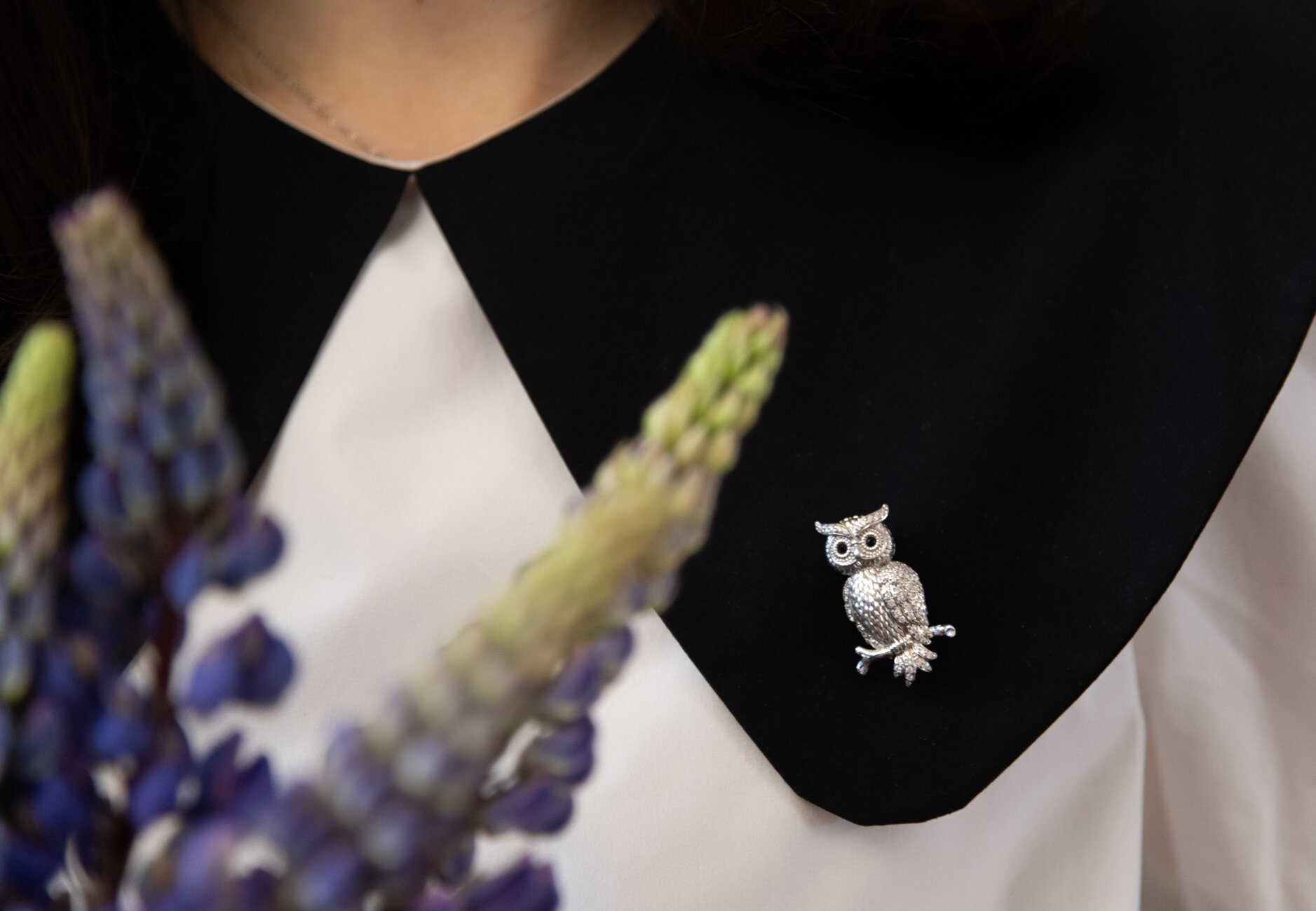 Фото Сова Беседы