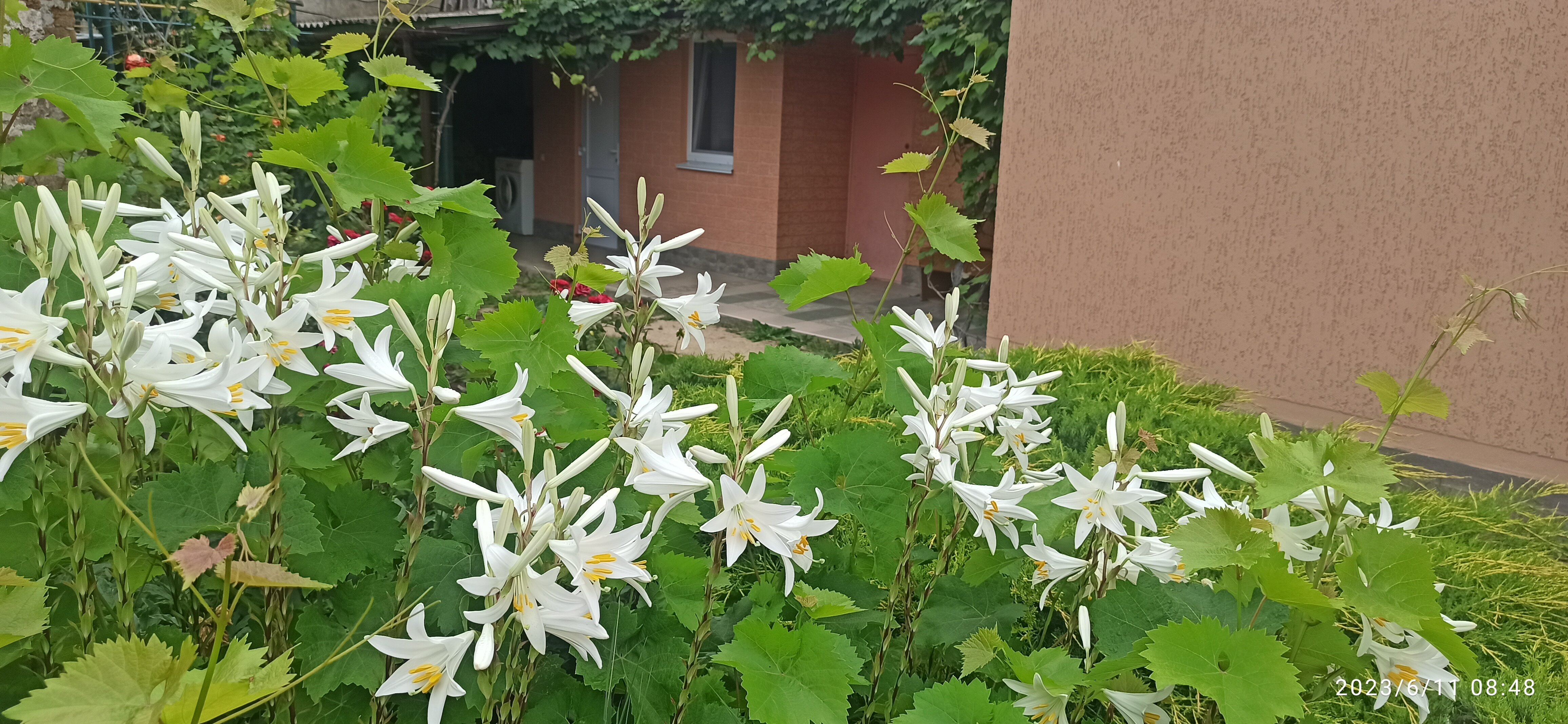 Фото Цветок папоротника