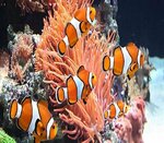 Feathers and Fins Aquatic Animals Trading (Al Wasl Hub Block 2, Al Wasl Hub, Al Karama, Bur Dubai, Dubai), aquariums