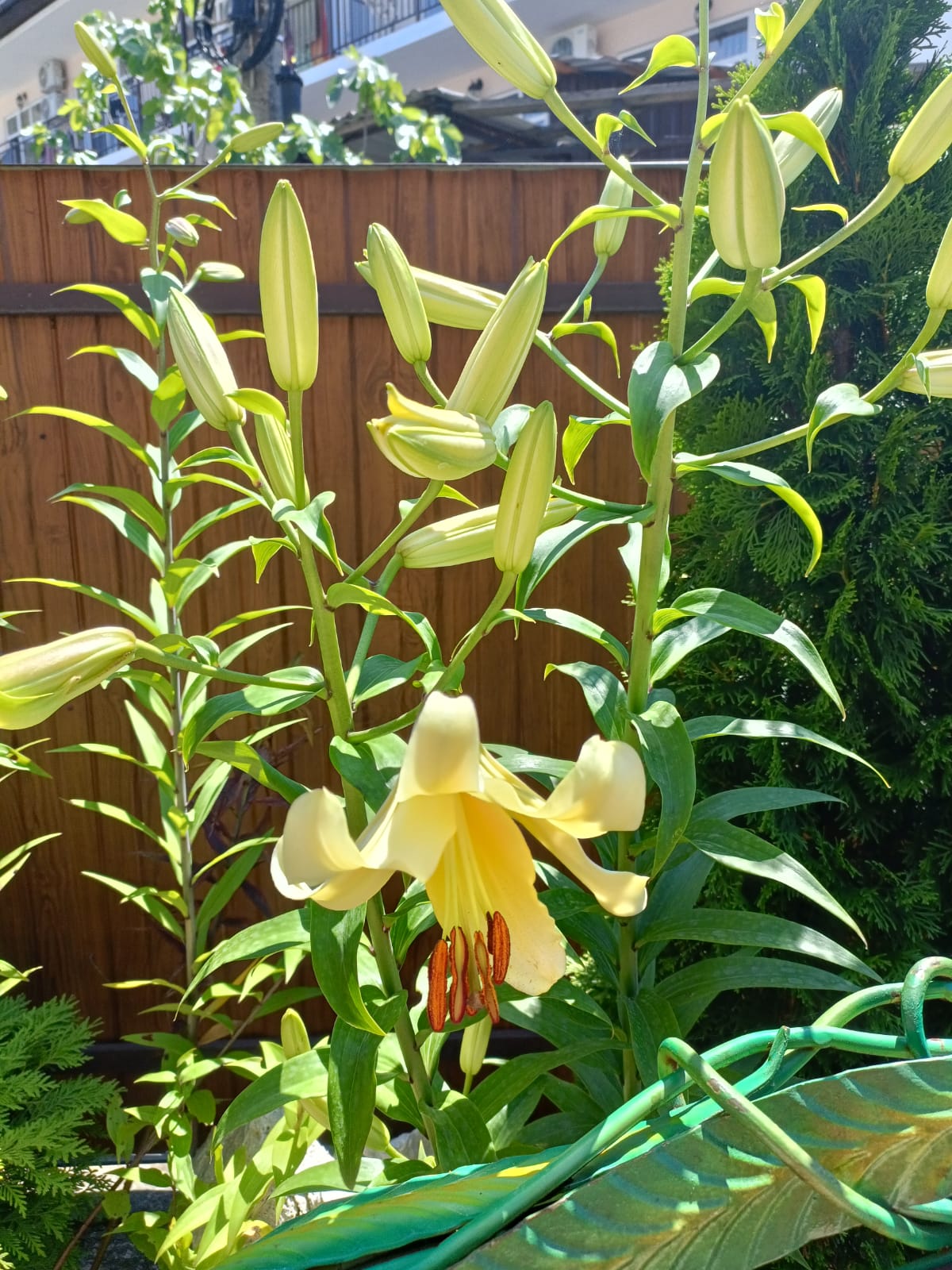 Фото Карамель