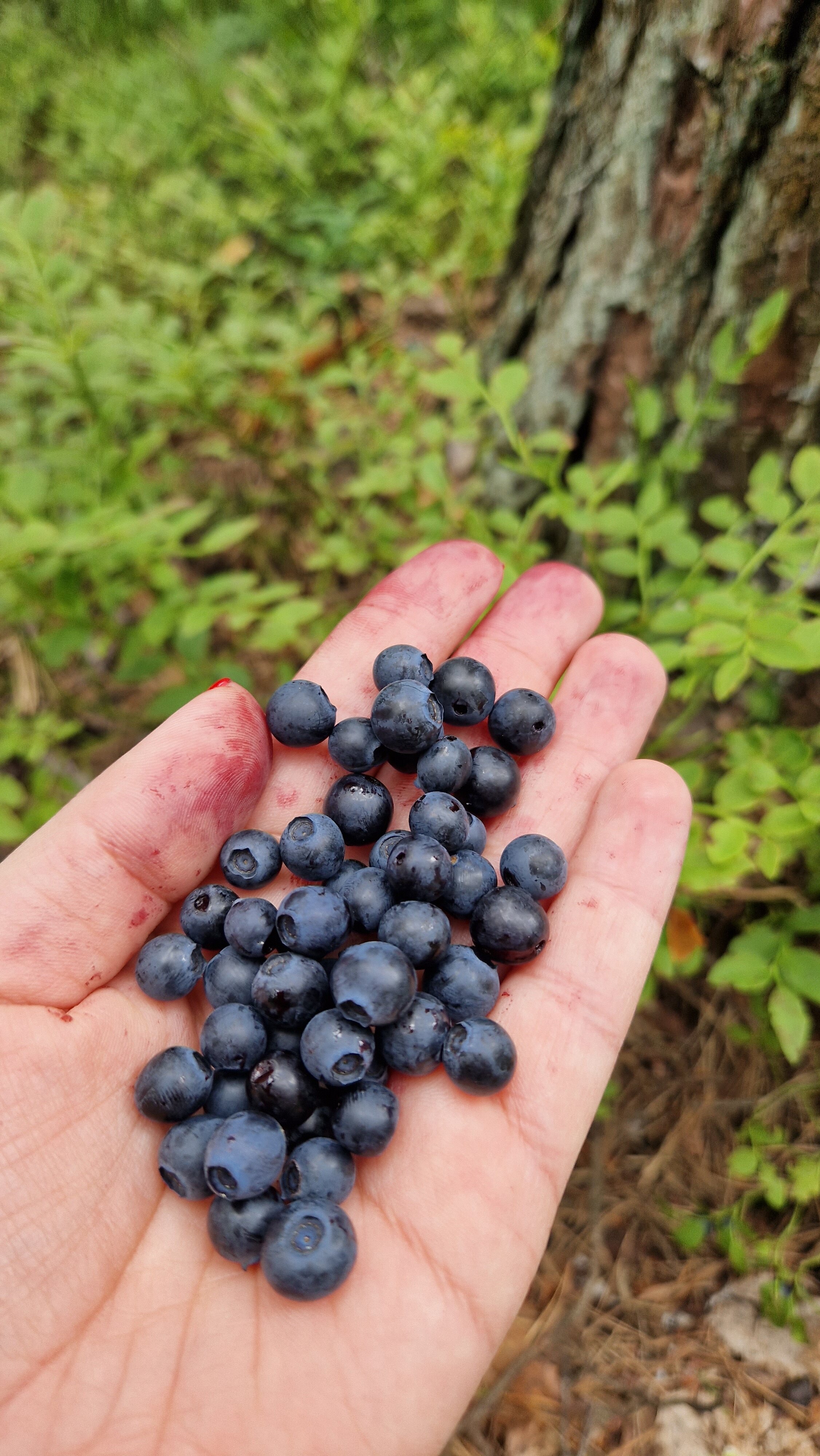 Фото ГлинтВуд