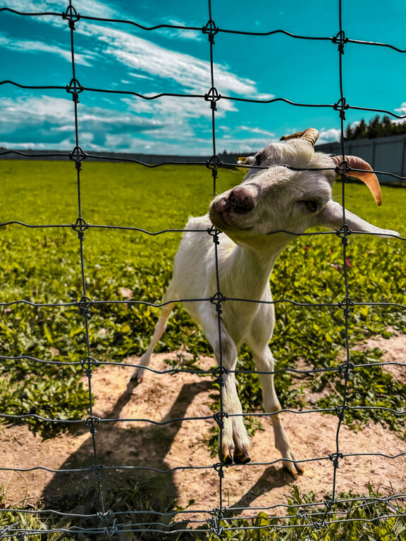 Фото Экоферма Александровский спас